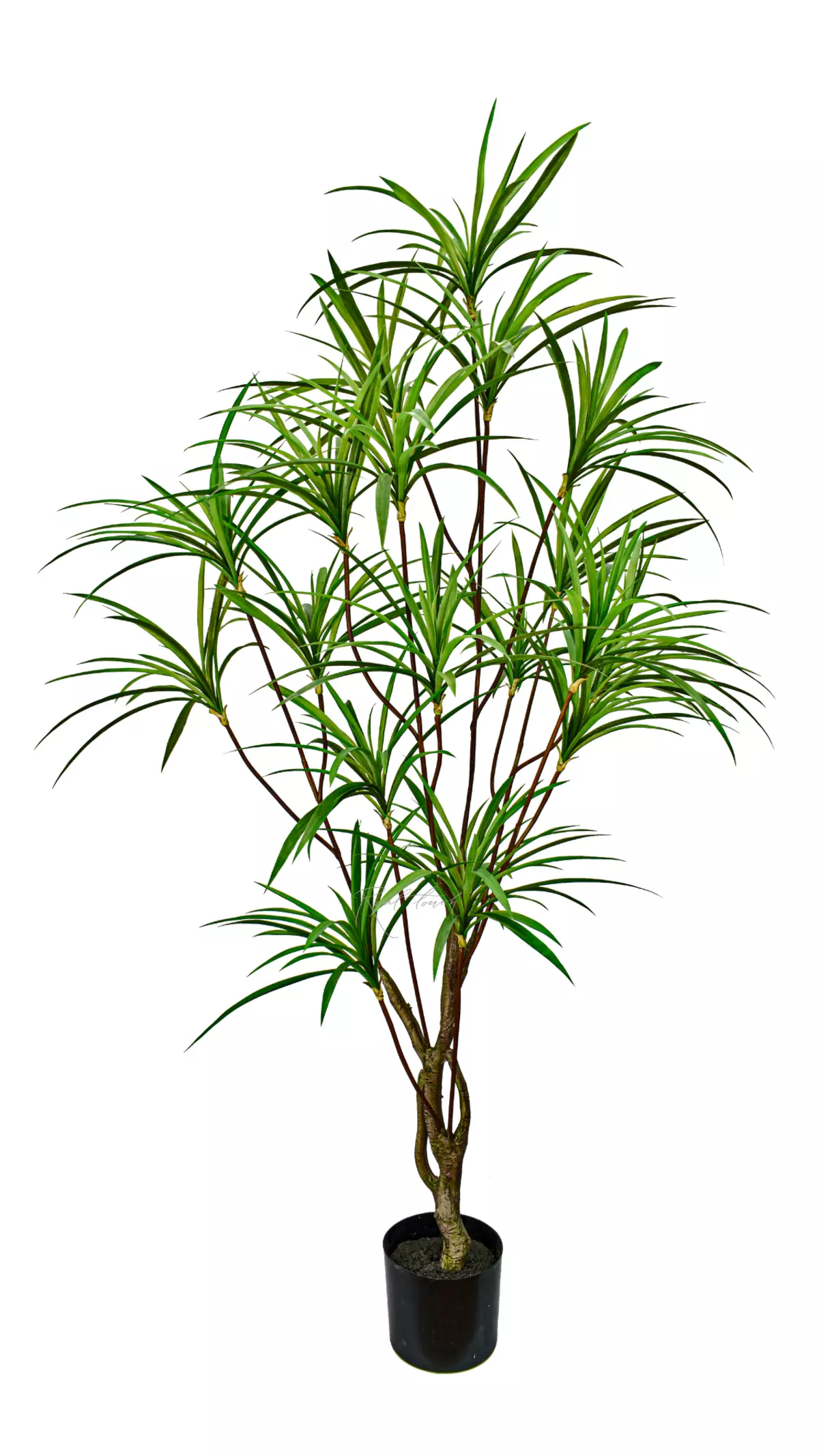 Dracaena Anita 190cm - green