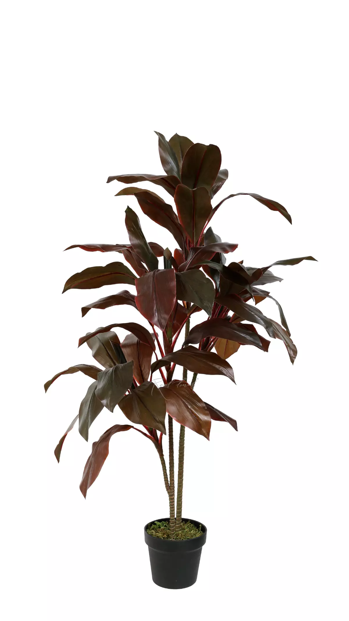 Cordilina shrub 110cm - red Cordilina shrub 110cm - red