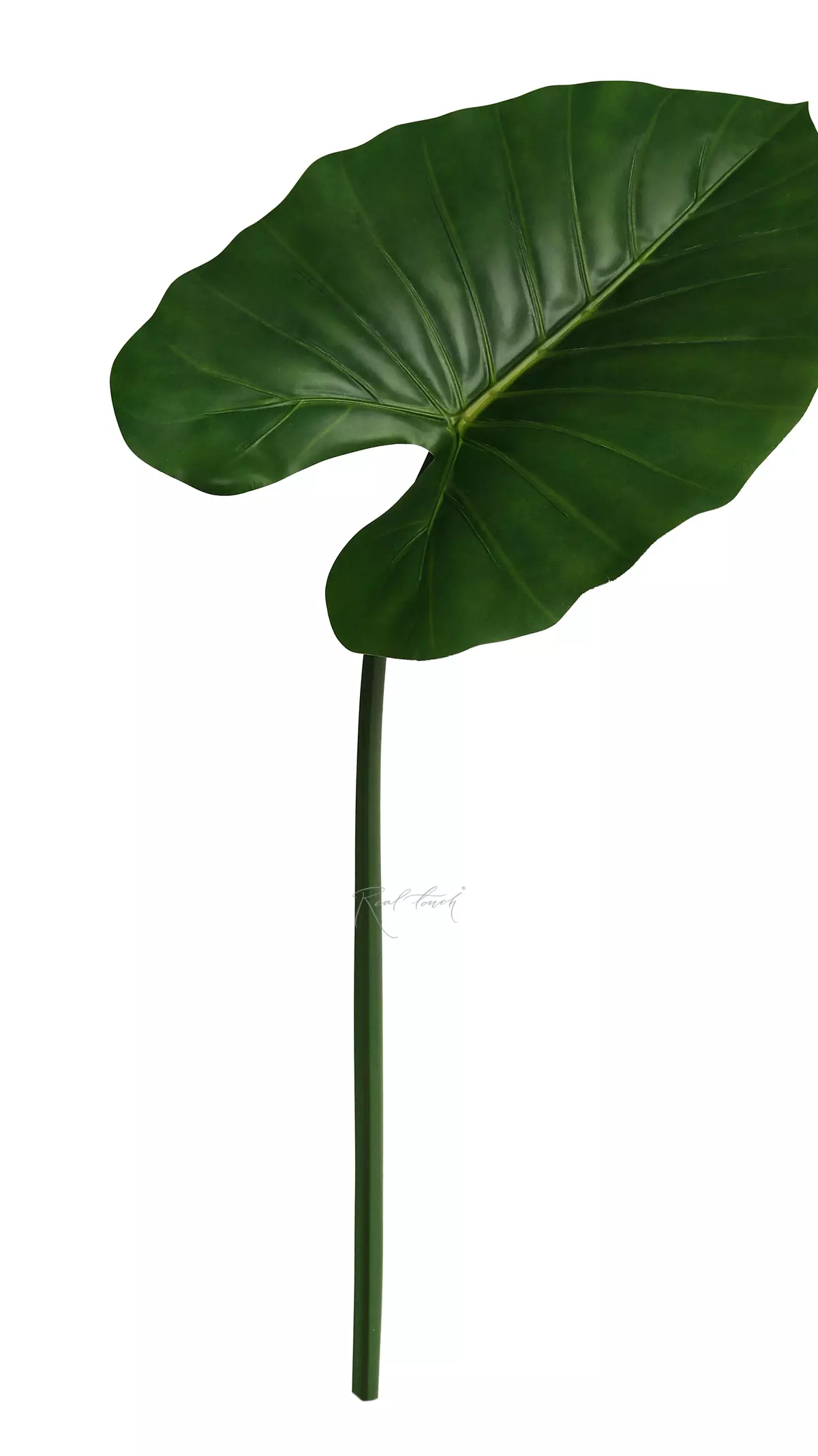 Alocasia leaf 100cm - green Alocasia leaf 100cm - green