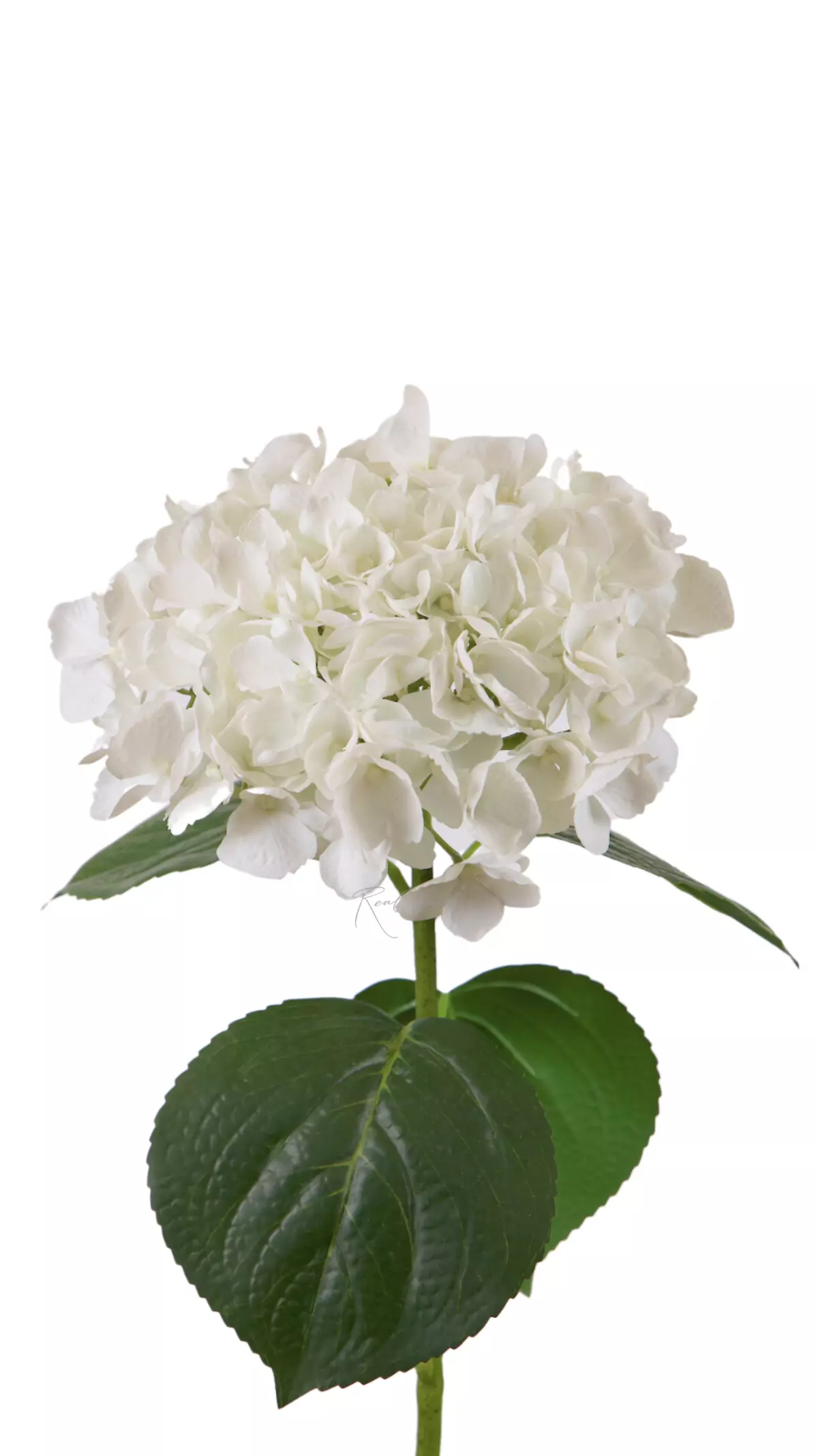Hydrangea macrophylla on the stem - white