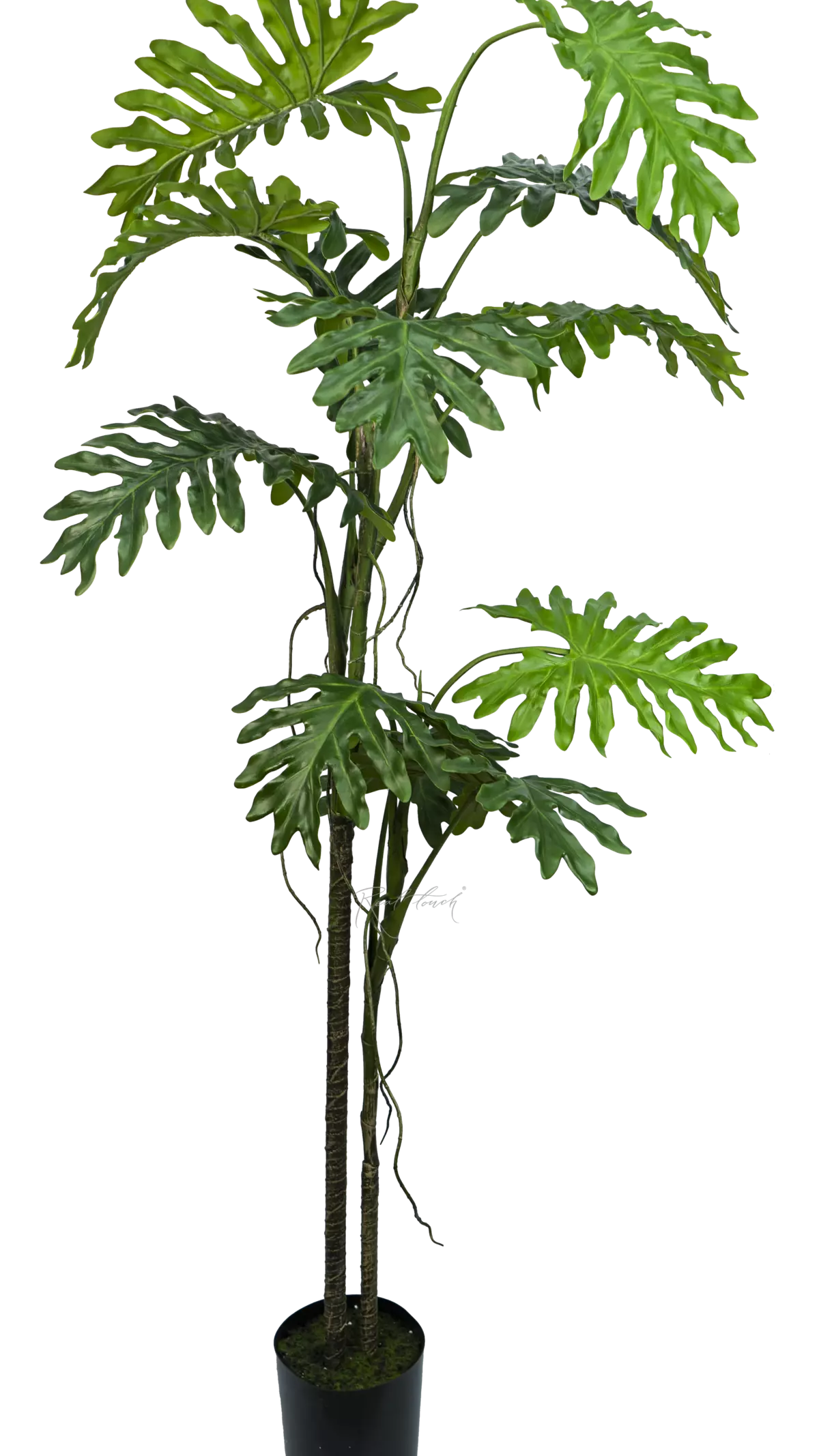 Philodendron biconvex liana 200cm in a planter - green Philodendron biconvex liana 200cm in a planter - green