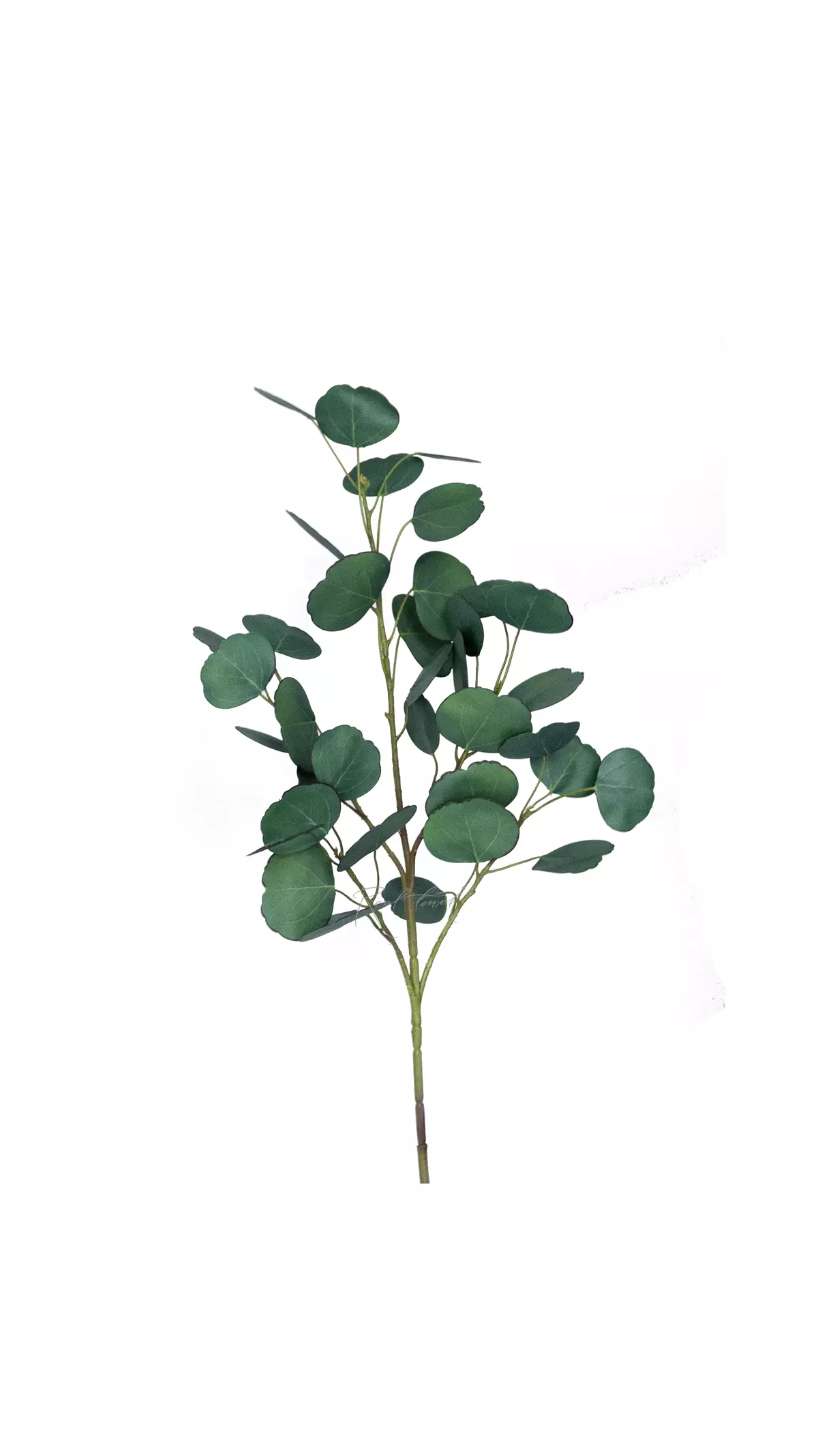 The eucalyptus branch is voluminous Silver Dollar - Green blue