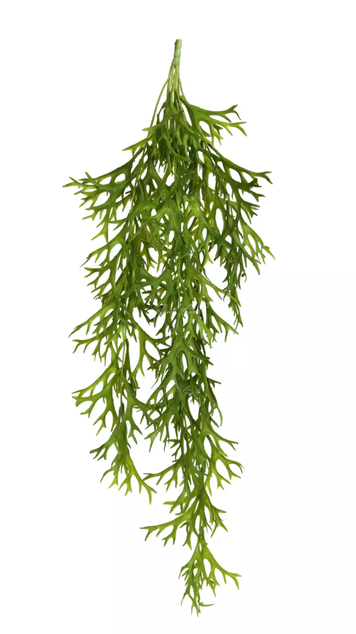 Pyrrosia longifolia Staghorn fern hanging plant (Platycerium)  - green