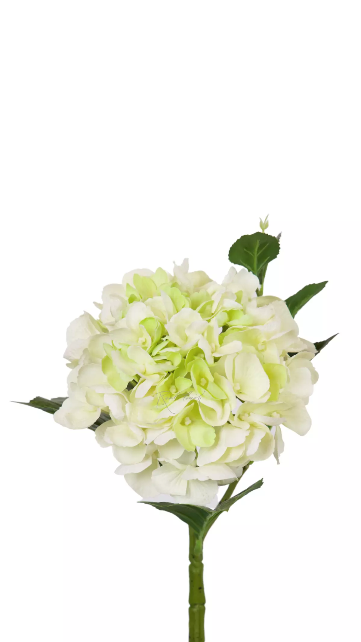 Hydrangea macrophylla small on the stem - white green