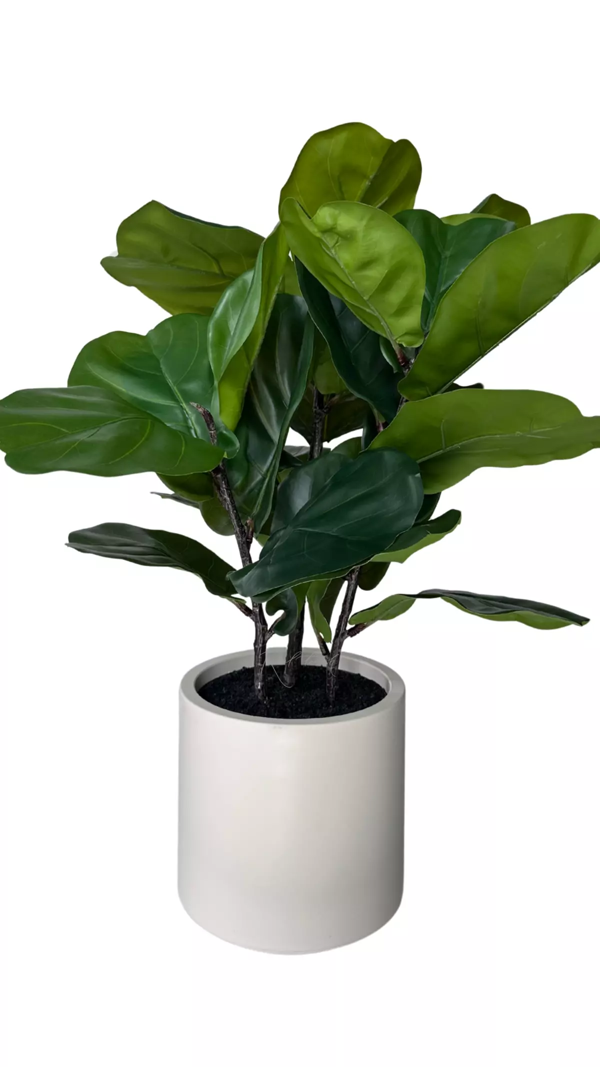 Artificial Ficus Lirata in a decorative pot 80cm - green Artificial Ficus Lirata in a decorative pot 80cm - green