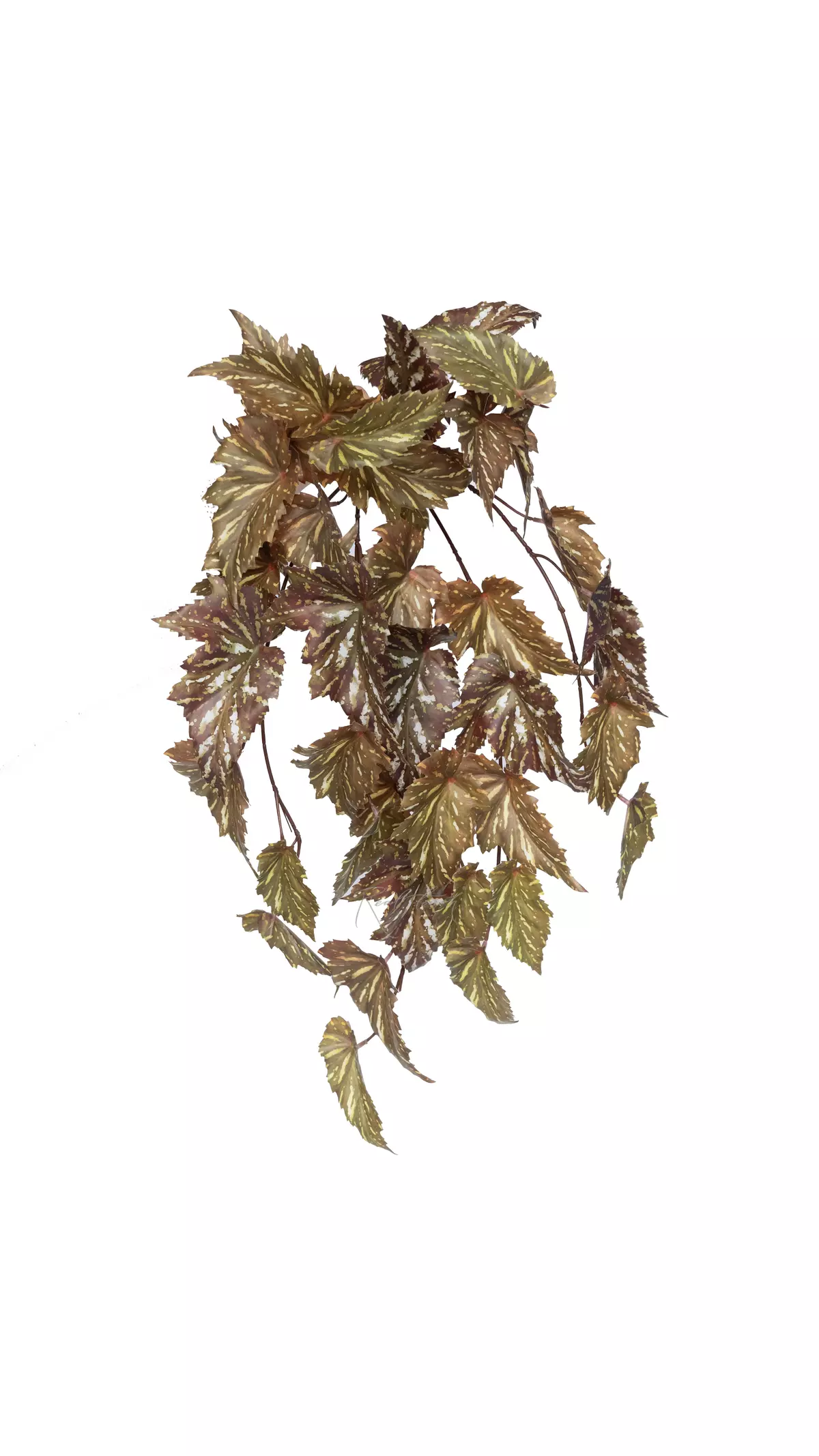 Begonia Maculata hanging  - Green brown