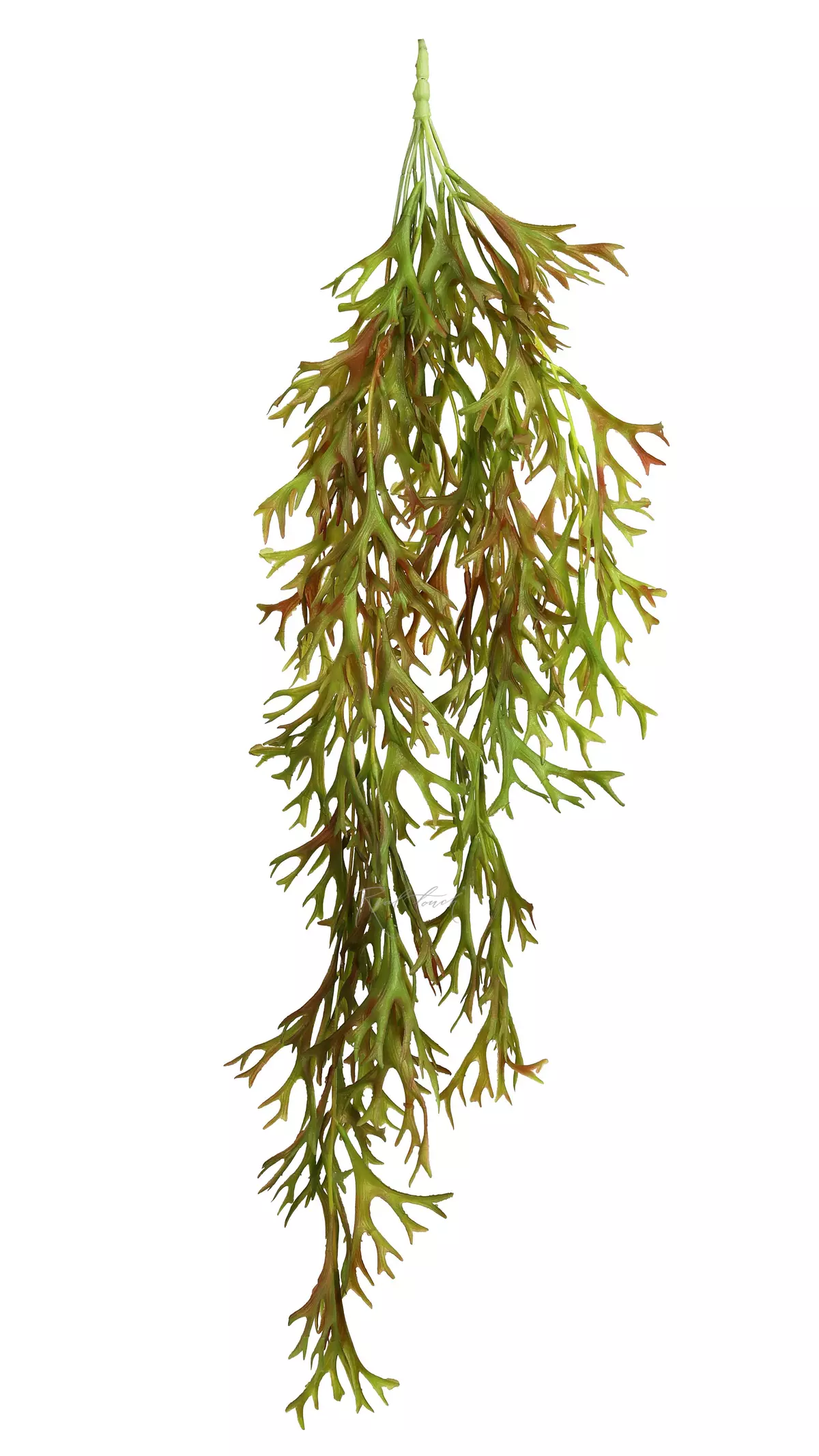 Pyrrosia longifolia Staghorn fern hanging plant (Platycerium) - Green red Pyrrosia longifolia Staghorn fern hanging plant (Platycerium) - Green red