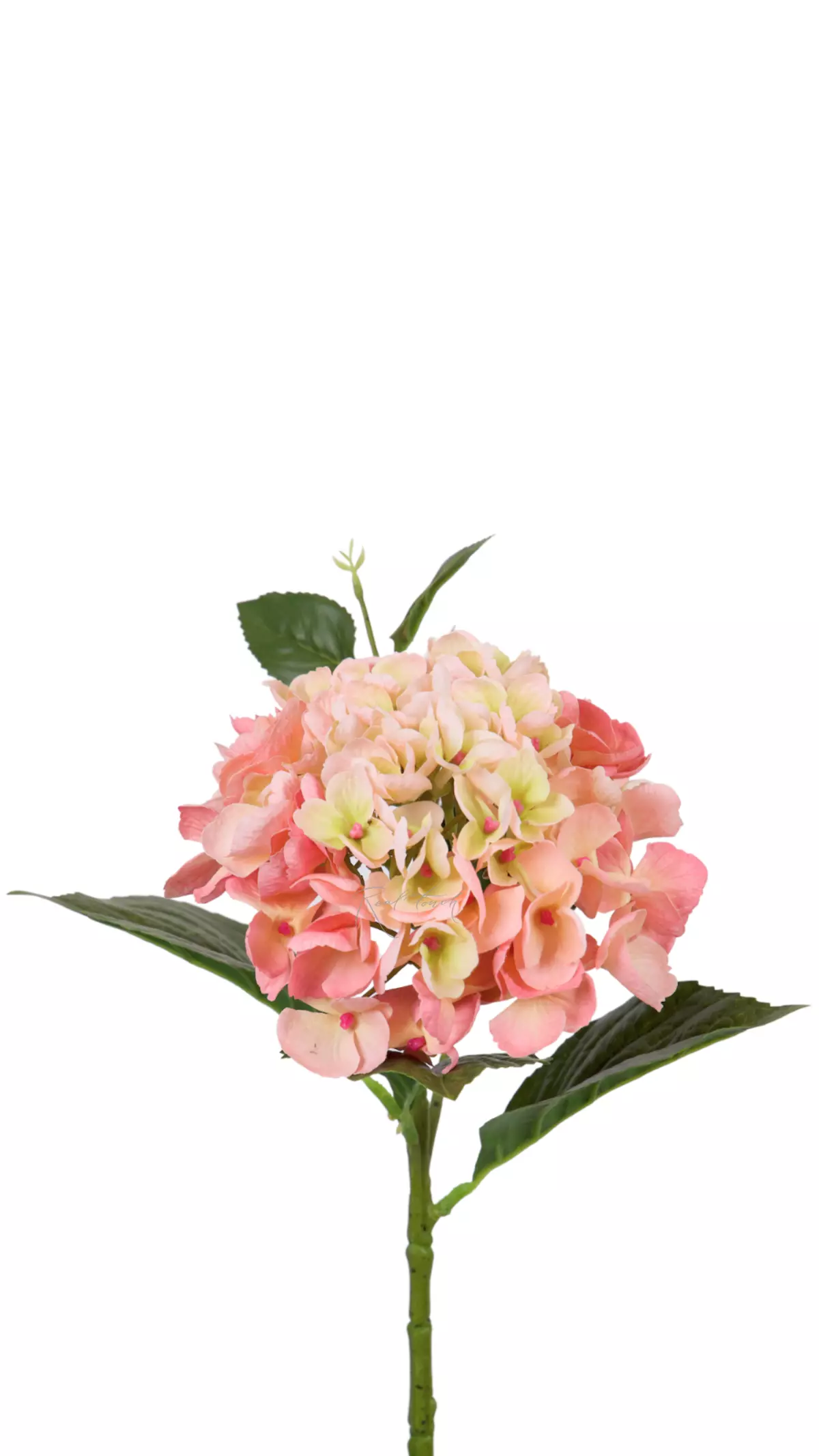 Hydrangea macrophylla small on the stem - peach pink