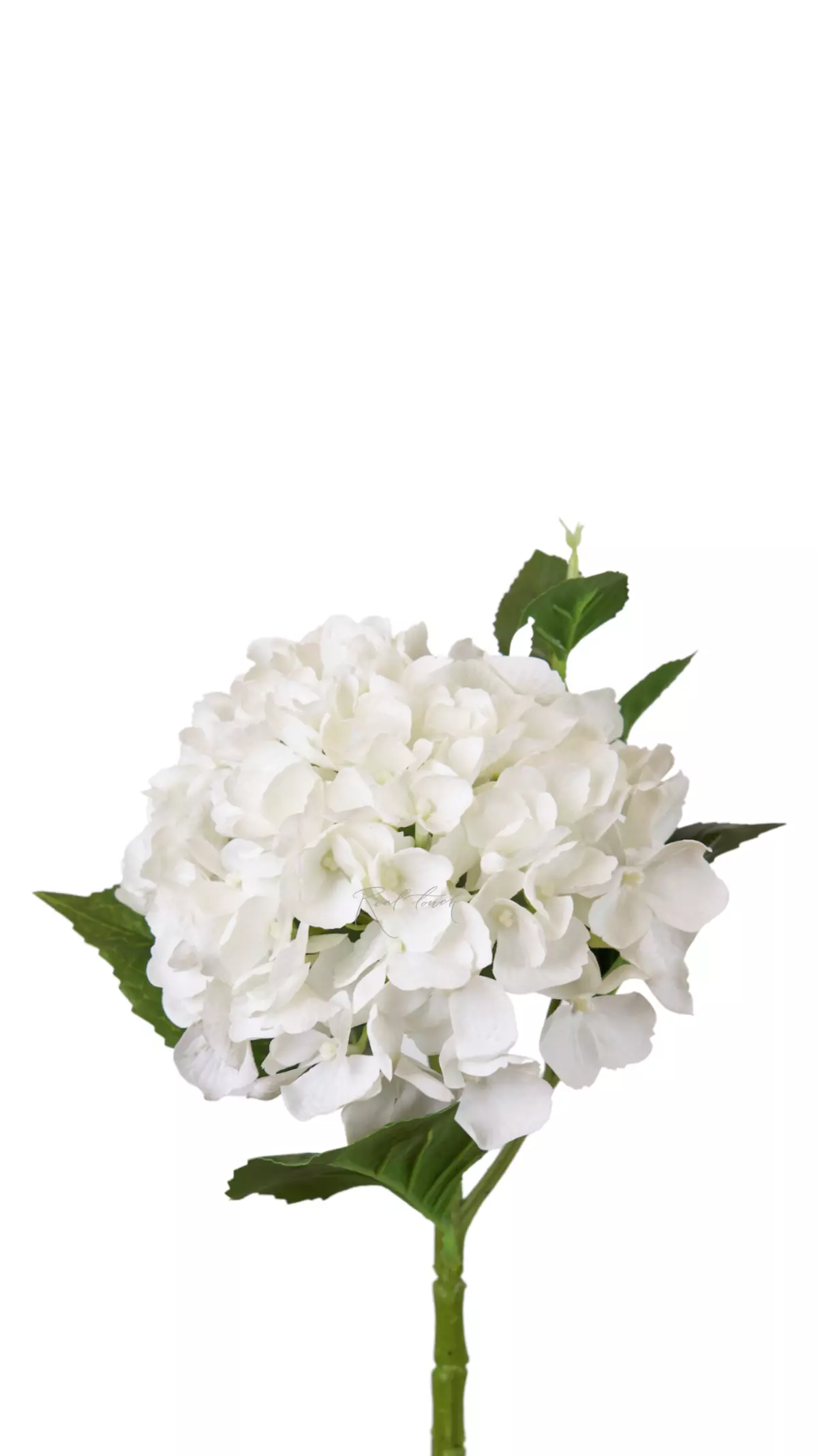 Hydrangea macrophylla small on the stem - white