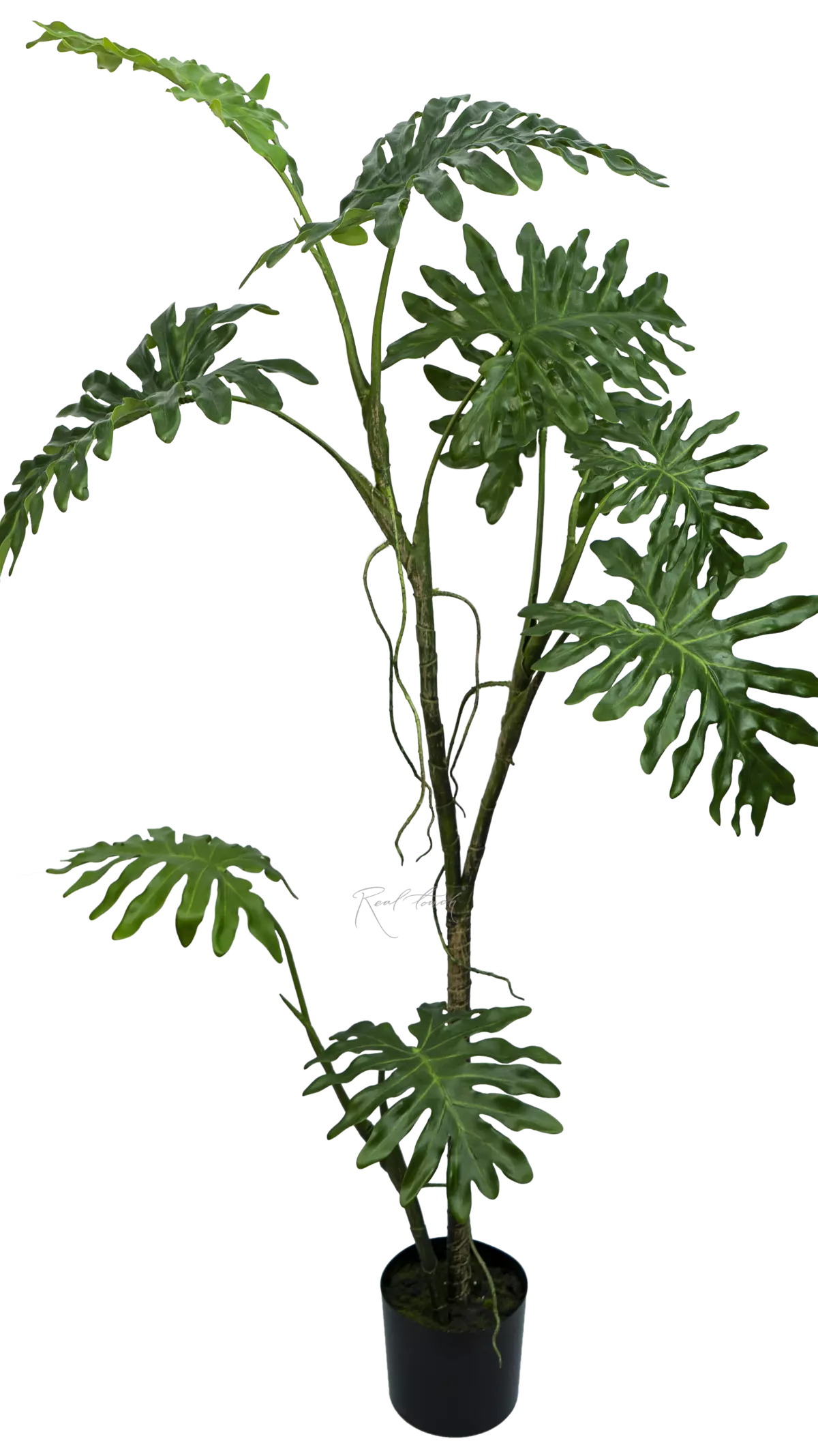 Philodendron biconvex liana 168cm in a planter - green Philodendron biconvex liana 168cm in a planter - green