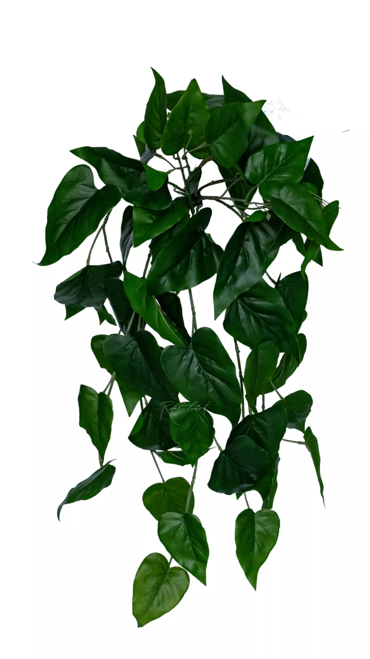 Pothos bush 70cm - green Pothos bush 70cm - green