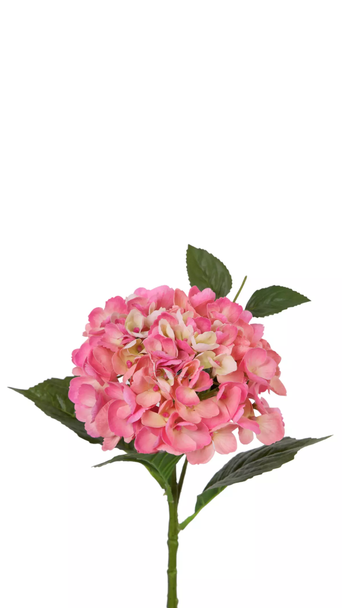 Hydrangea macrophylla small on the stem - Dark pink