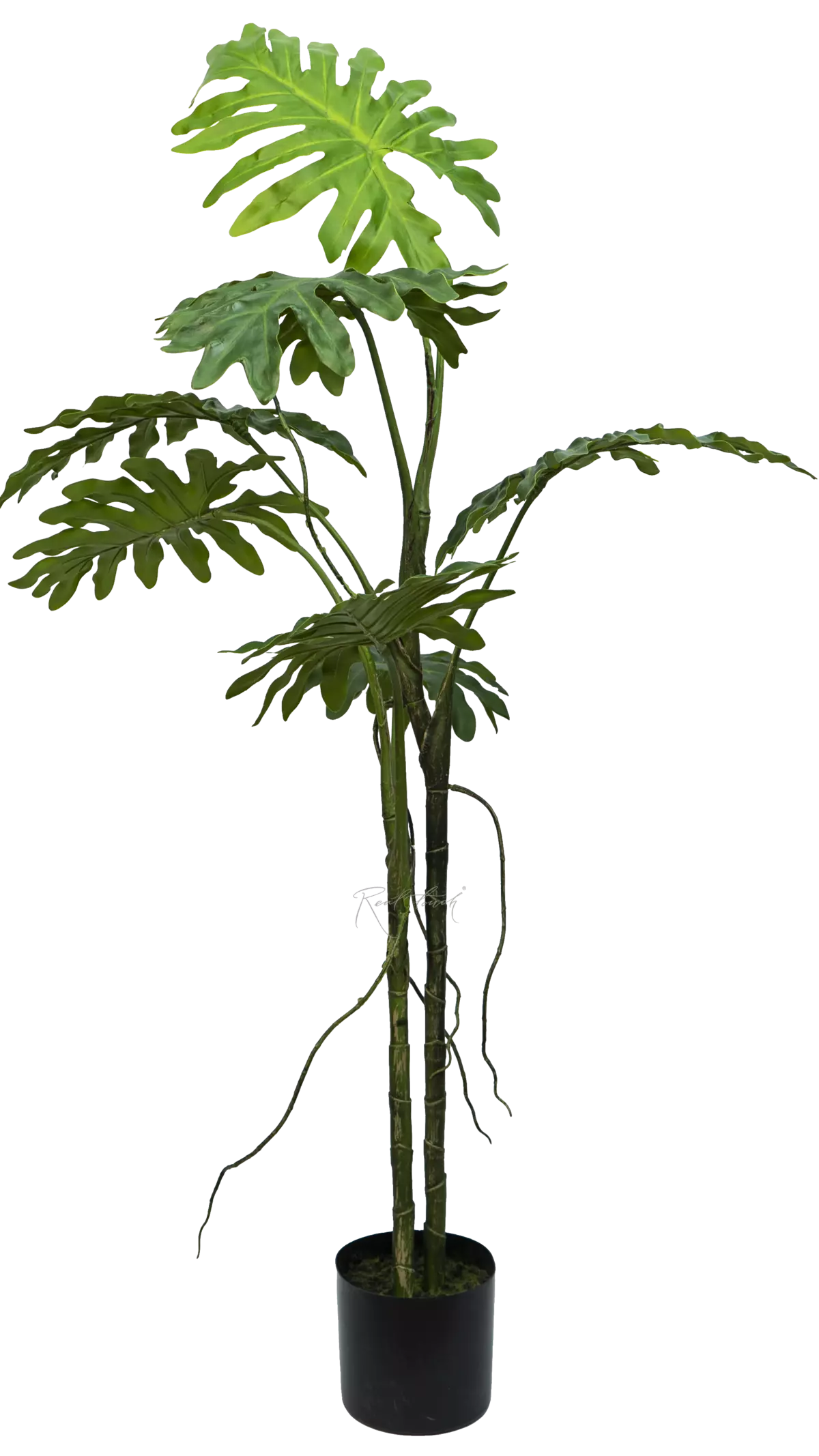 Philodendron biconvex liana 130 cm in a planter - green Philodendron biconvex liana 130 cm in a planter - green
