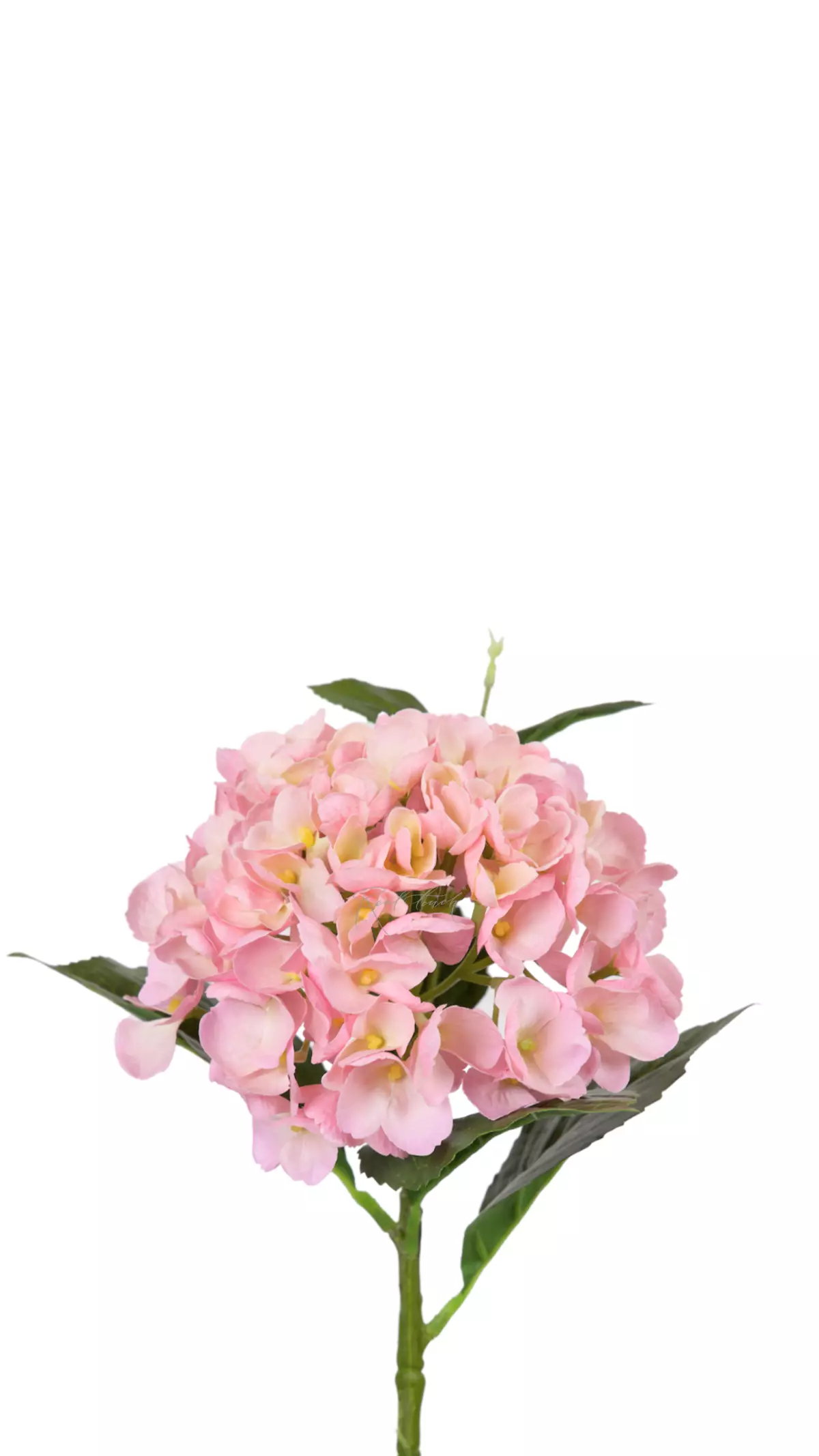 Hydrangea macrophylla small on the stem - light pink