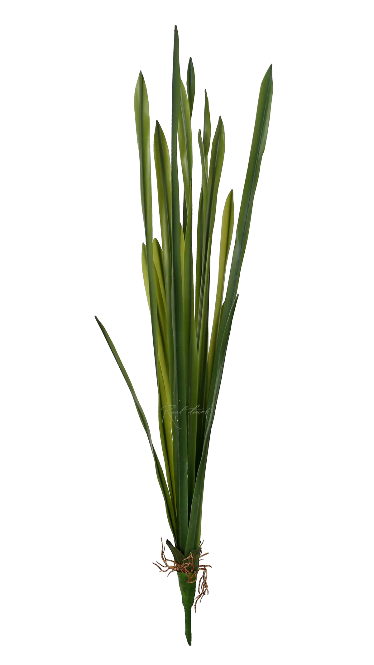 16-leaf bush tall - green