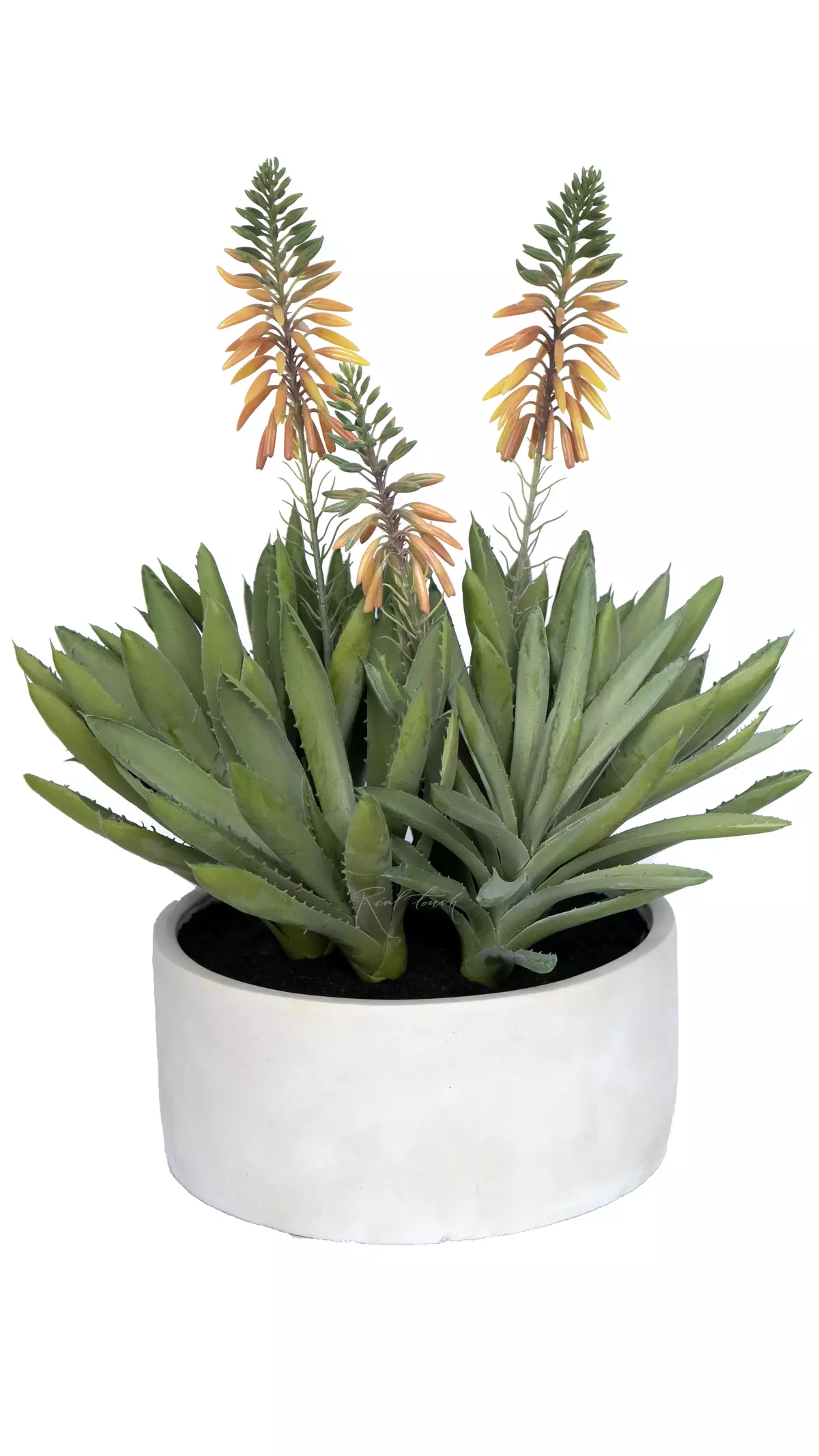 Aloe spinous - green