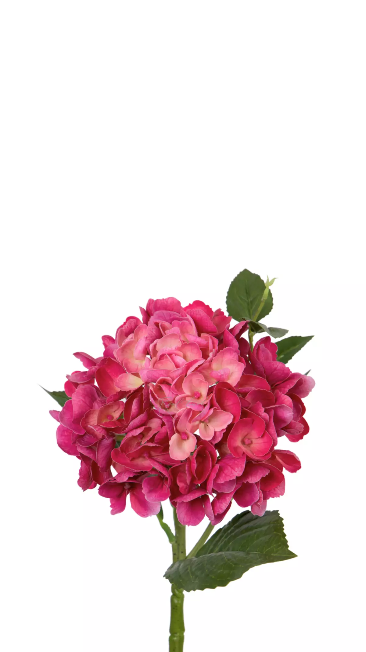 Hydrangea macrophylla small on the stem - Dark fuchsia