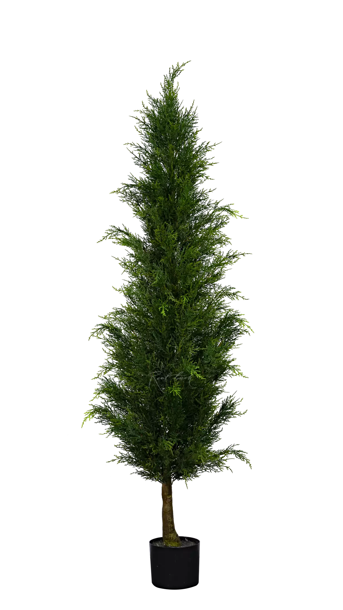 Western Thuja 150cm - green Western Thuja 150cm - green