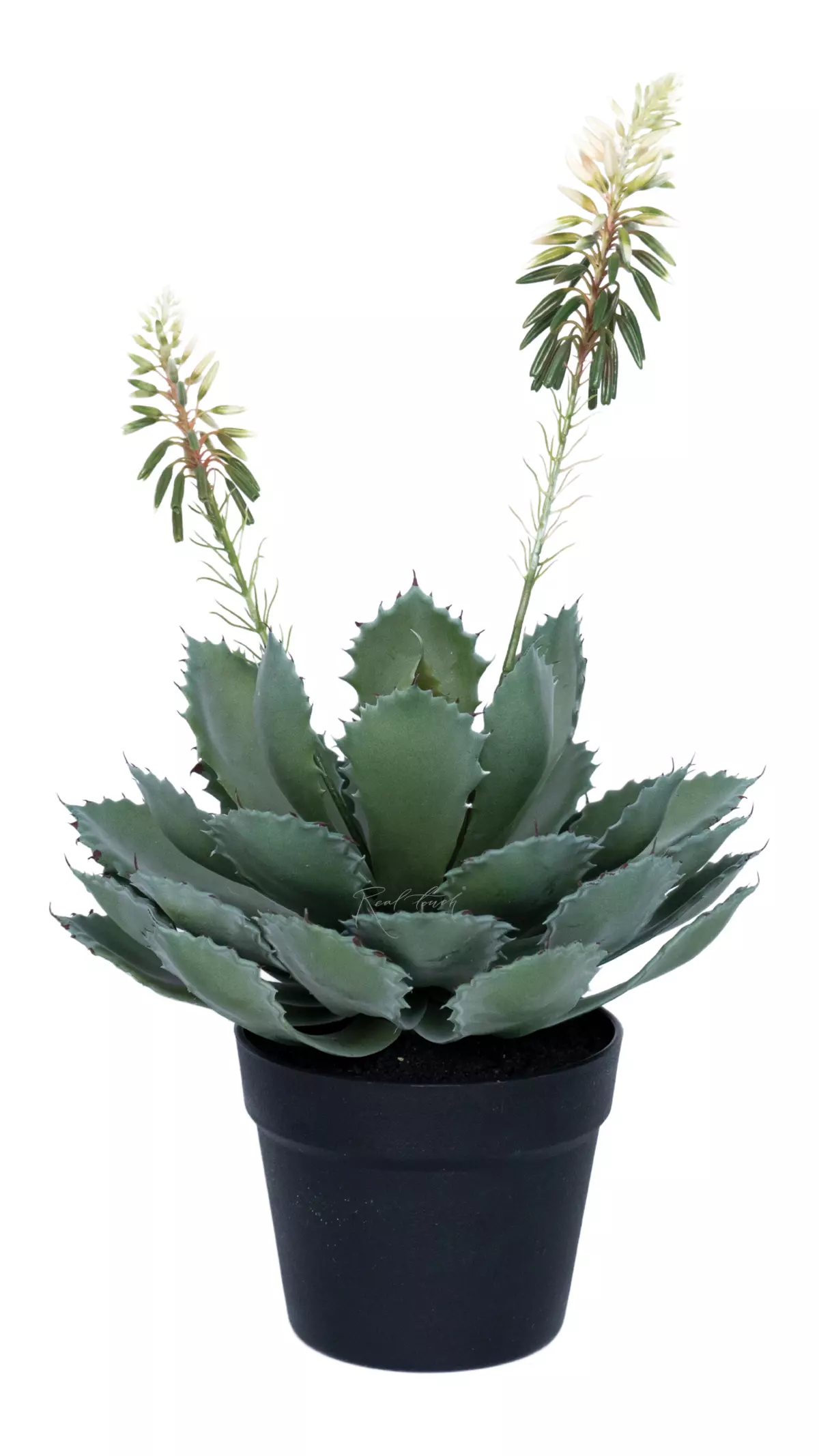 Aloe Glauca Miller - green