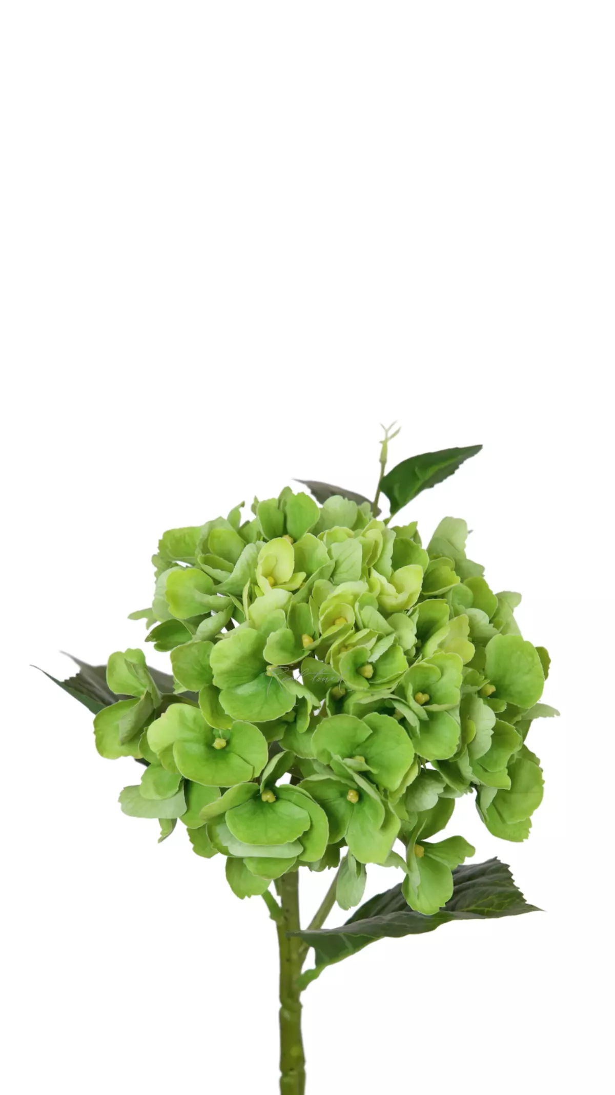 Hydrangea macrophylla small on the stem - green