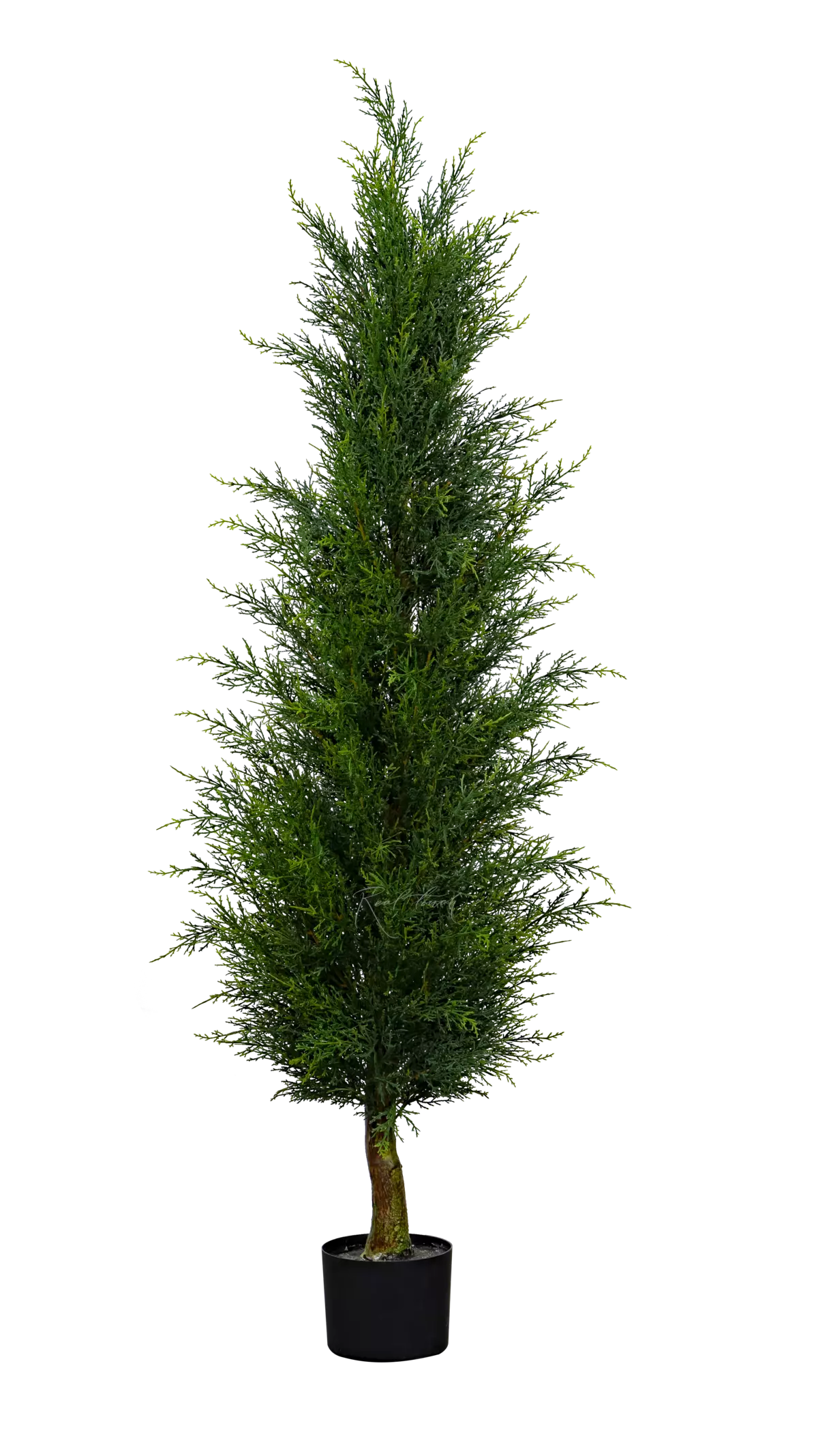 Western Thuja 180cm - green Western Thuja 180cm - green
