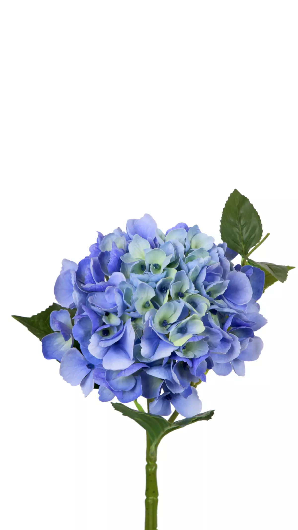 Hydrangea macrophylla small on the stem - Green blue