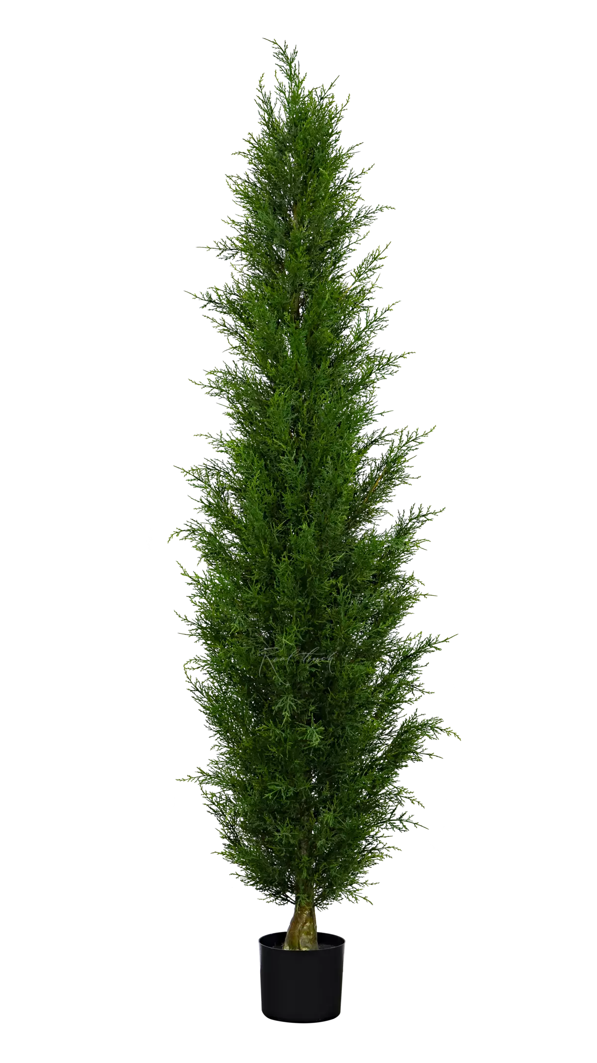 Western Thuja 210cm - green Western Thuja 210cm - green