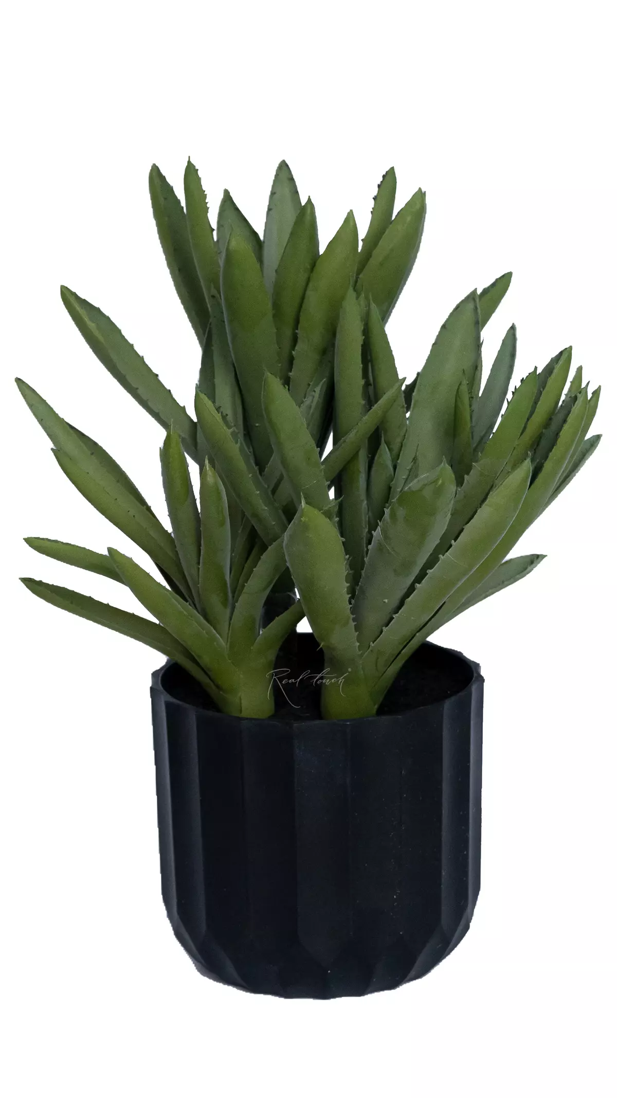 Aloe Black Gem small - green