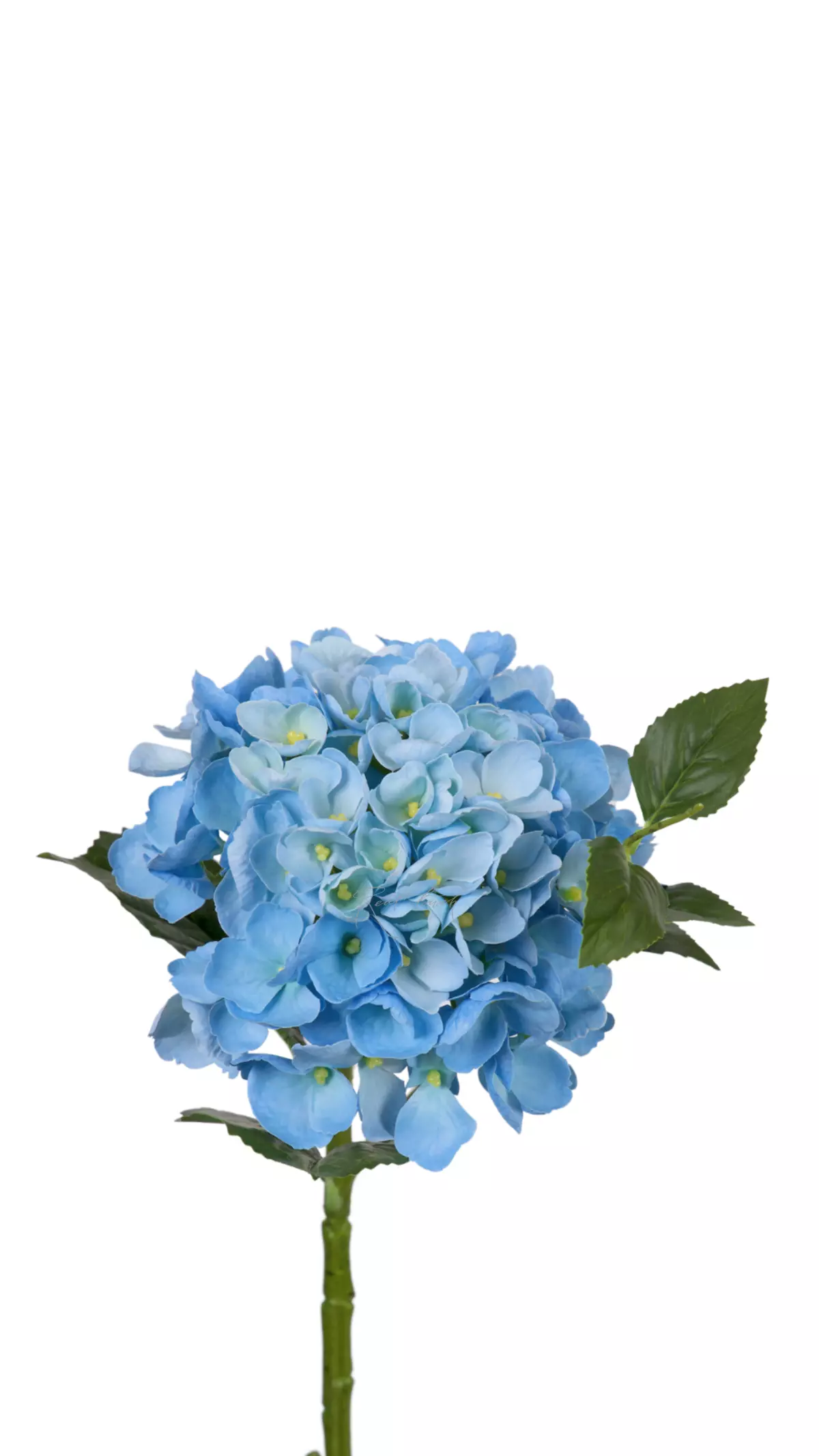 Hydrangea macrophylla small on the stem - light blue