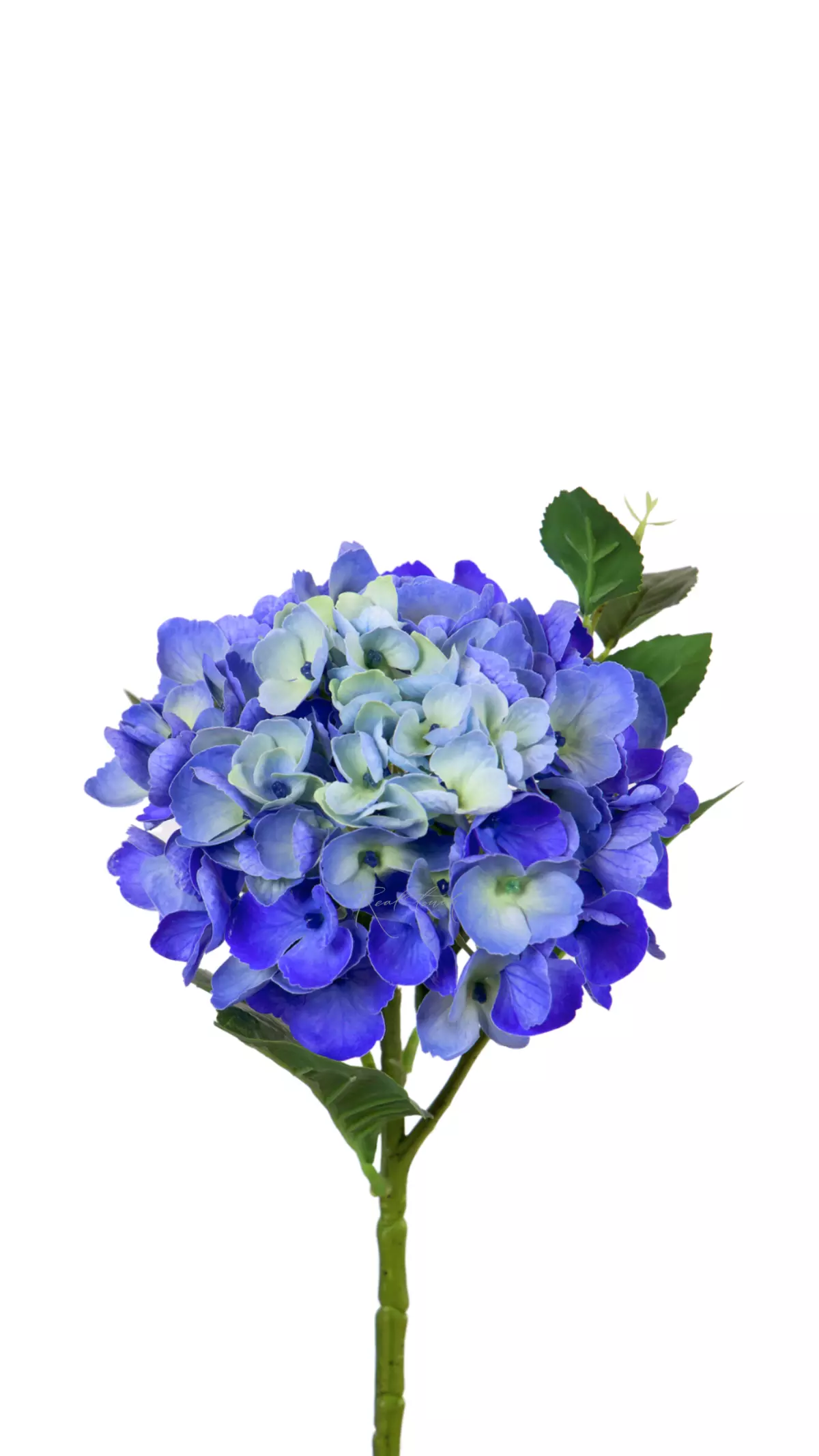 Hydrangea macrophylla small on the stem - blue