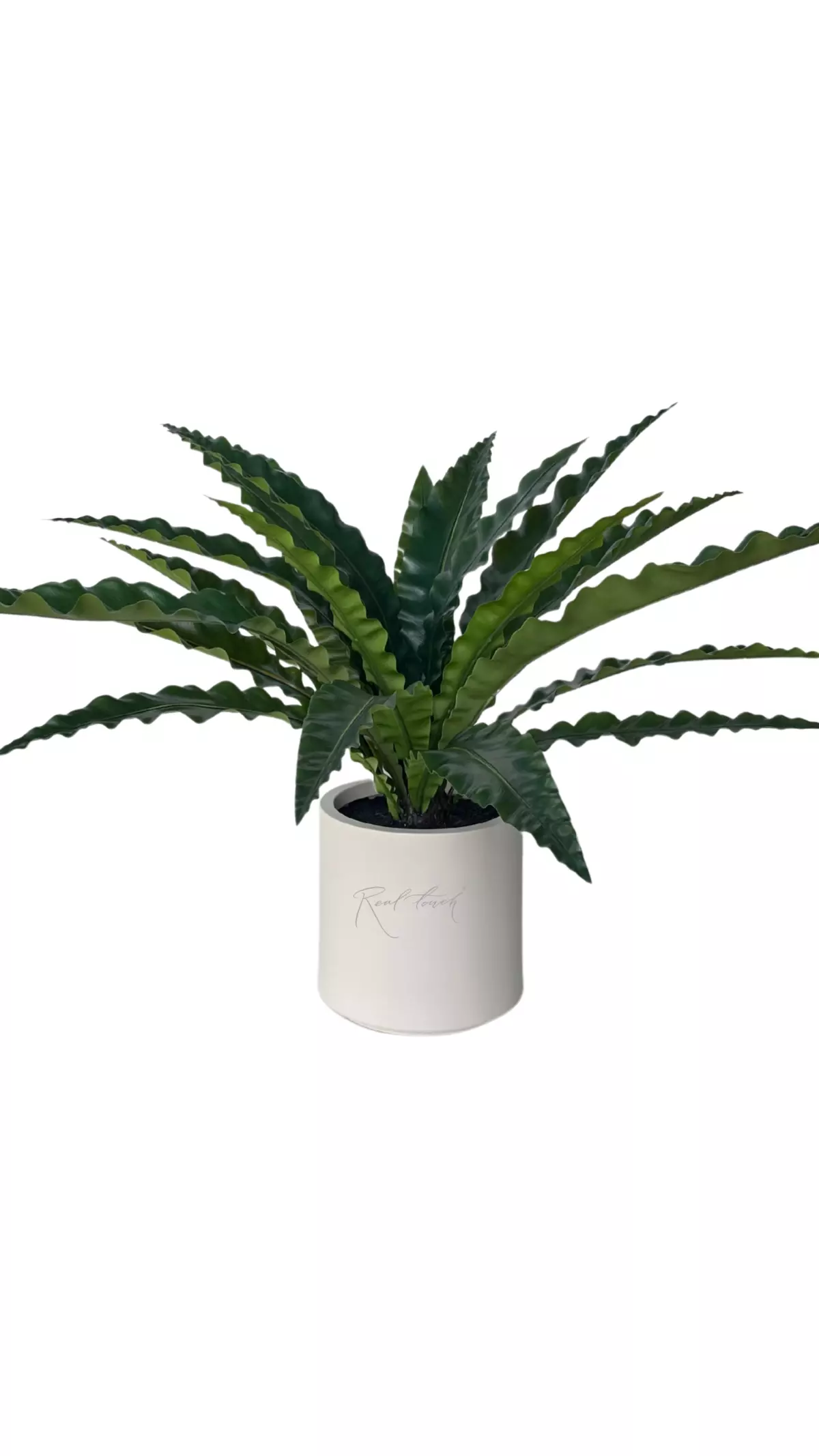 Asplenium in a decorative planter, 85 cm (20 leaves) - green Asplenium in a decorative planter, 85 cm (20 leaves) - green