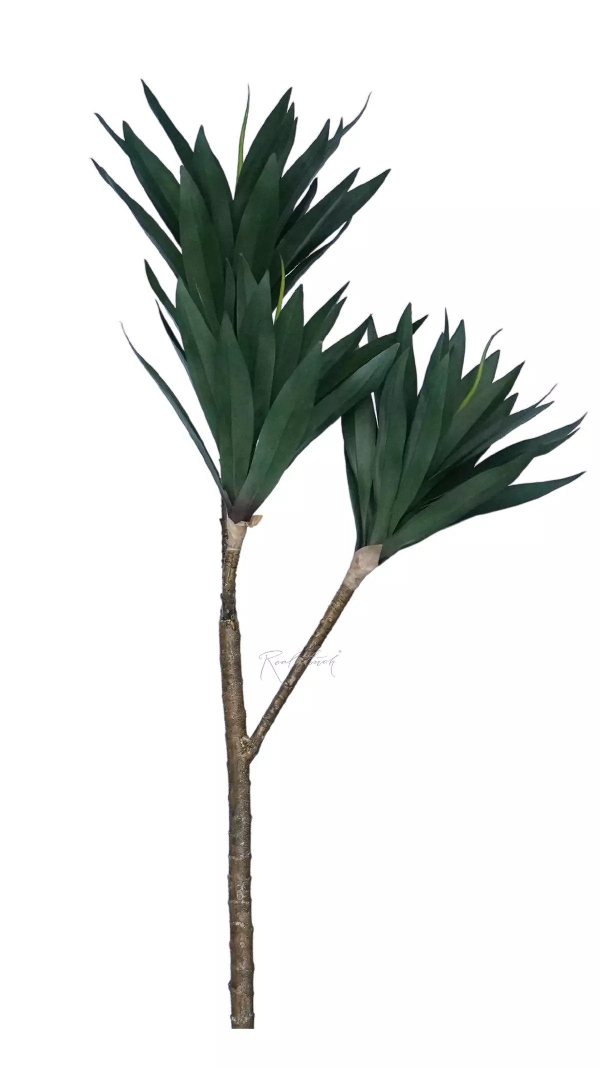 Dracaena Compacta - green
