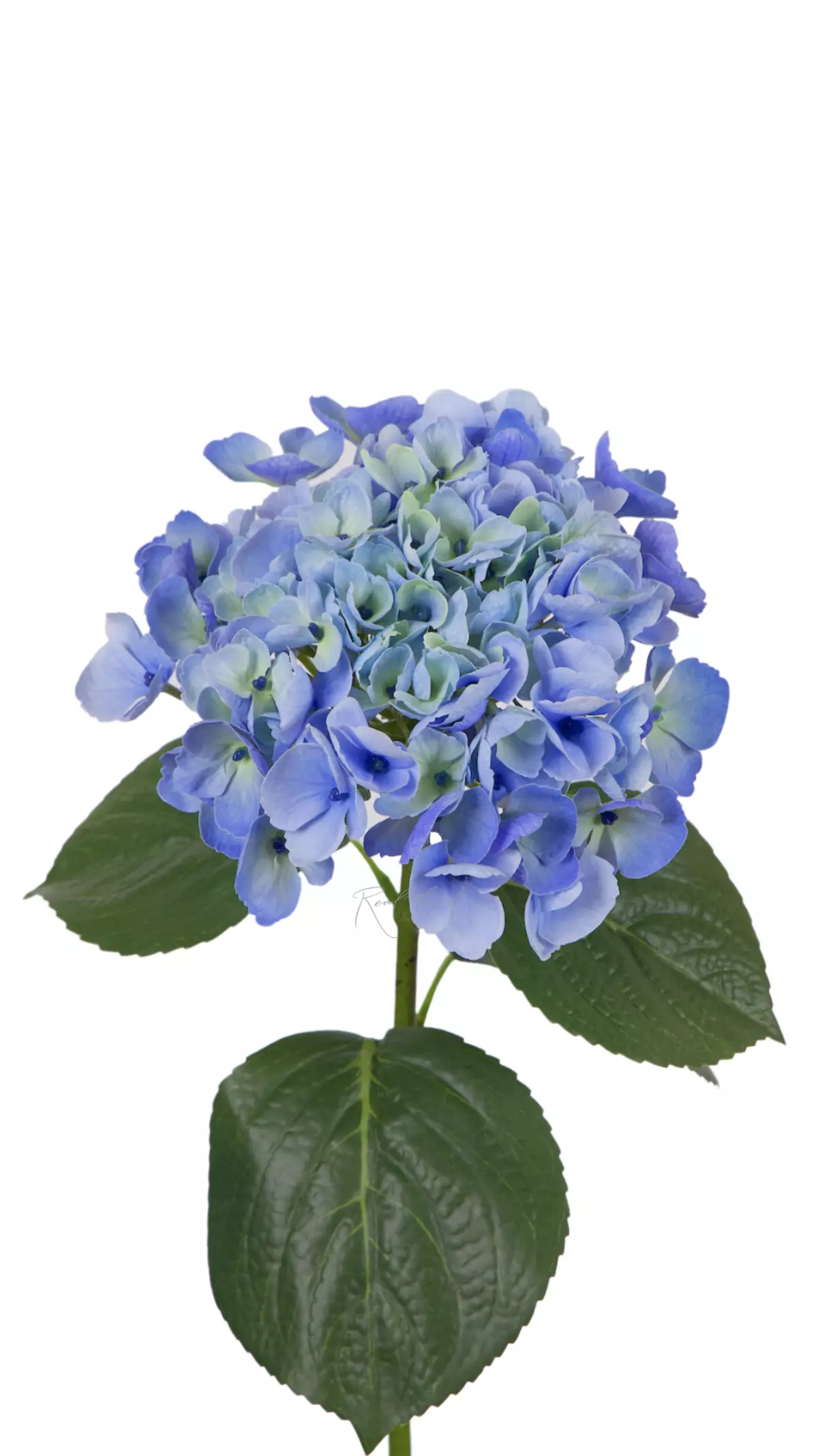 Hydrangea macrophylla on the stem - Green blue