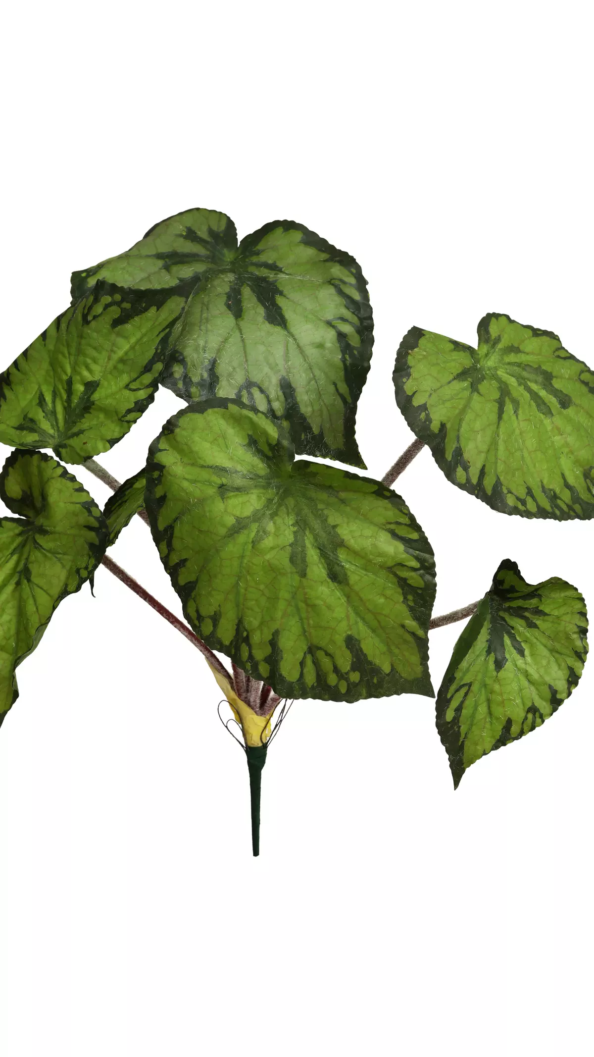 Begonia large - green