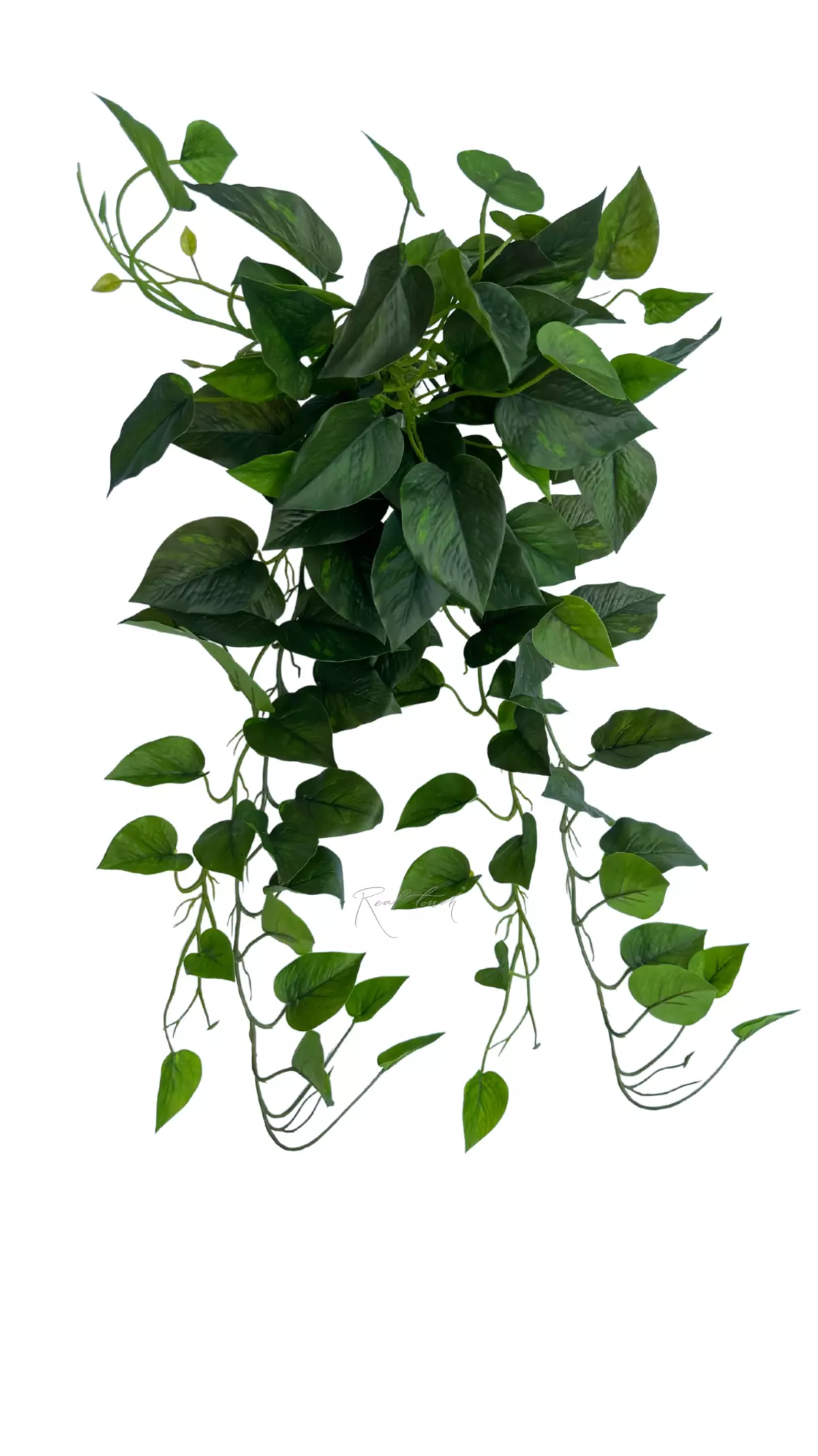 Scindapsus Jade Satin - green Scindapsus Jade Satin - green