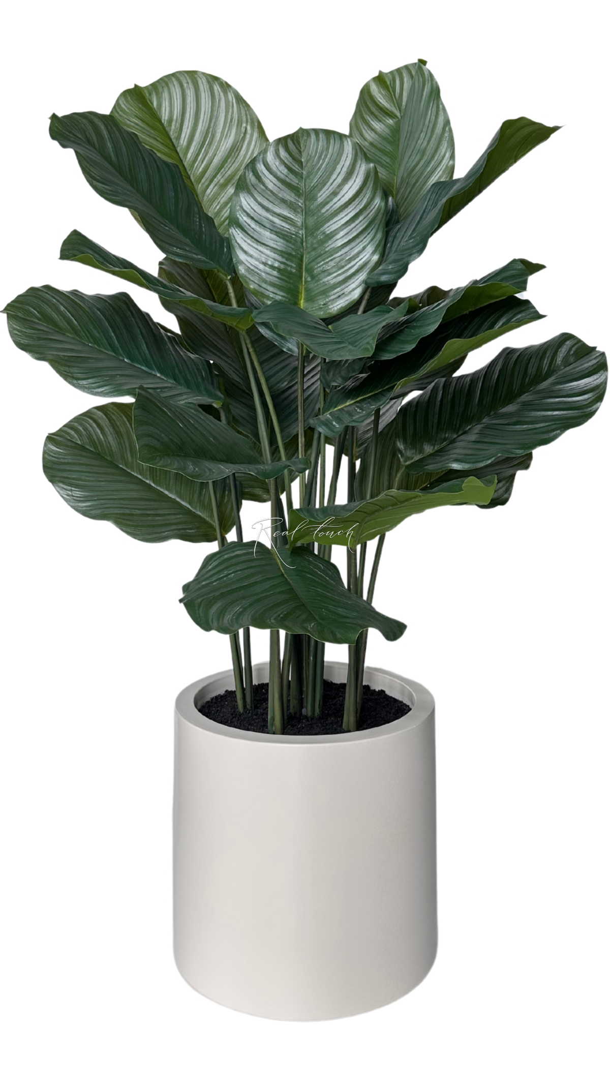 Calathea in pot 115cm - green