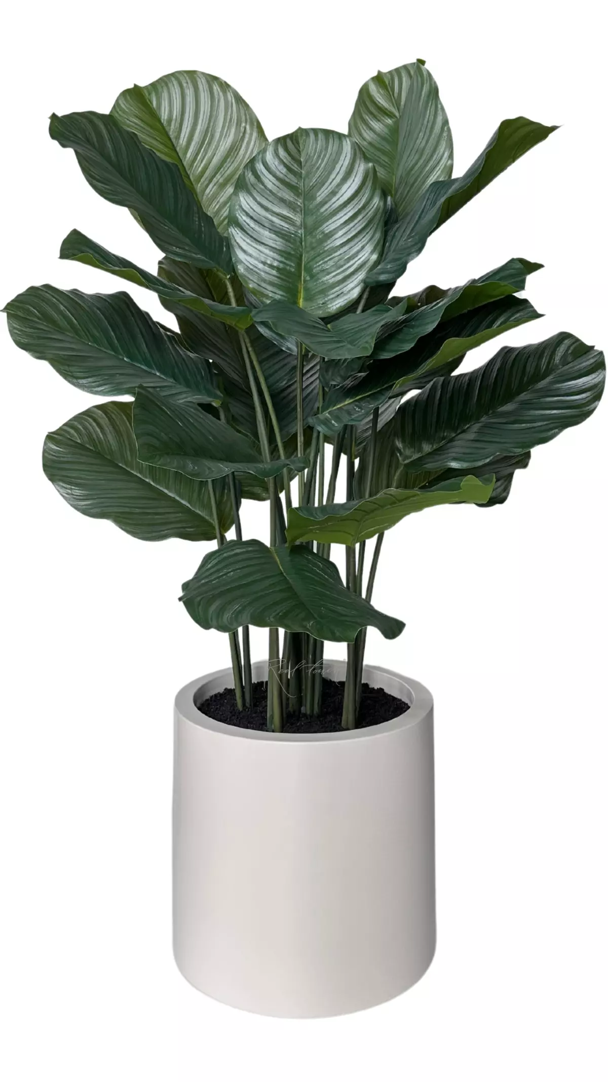 Calathea in pot 115cm - green Calathea in pot 115cm - green