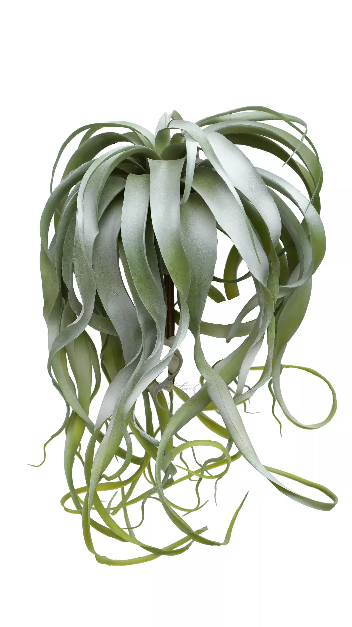 Tillandsia Xerographic long 3652 - dusty green