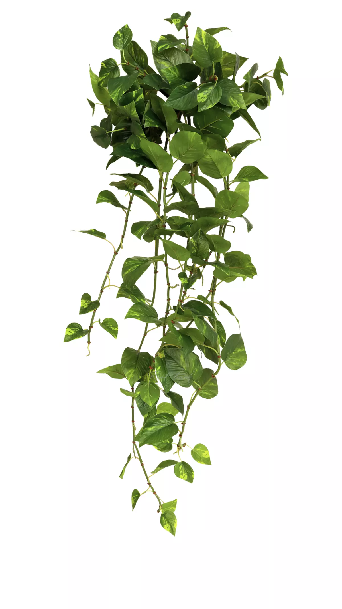 Real Touch Golden Pothos hanging bush (Epipremnum aureum) - green Real Touch Golden Pothos hanging bush (Epipremnum aureum) - green