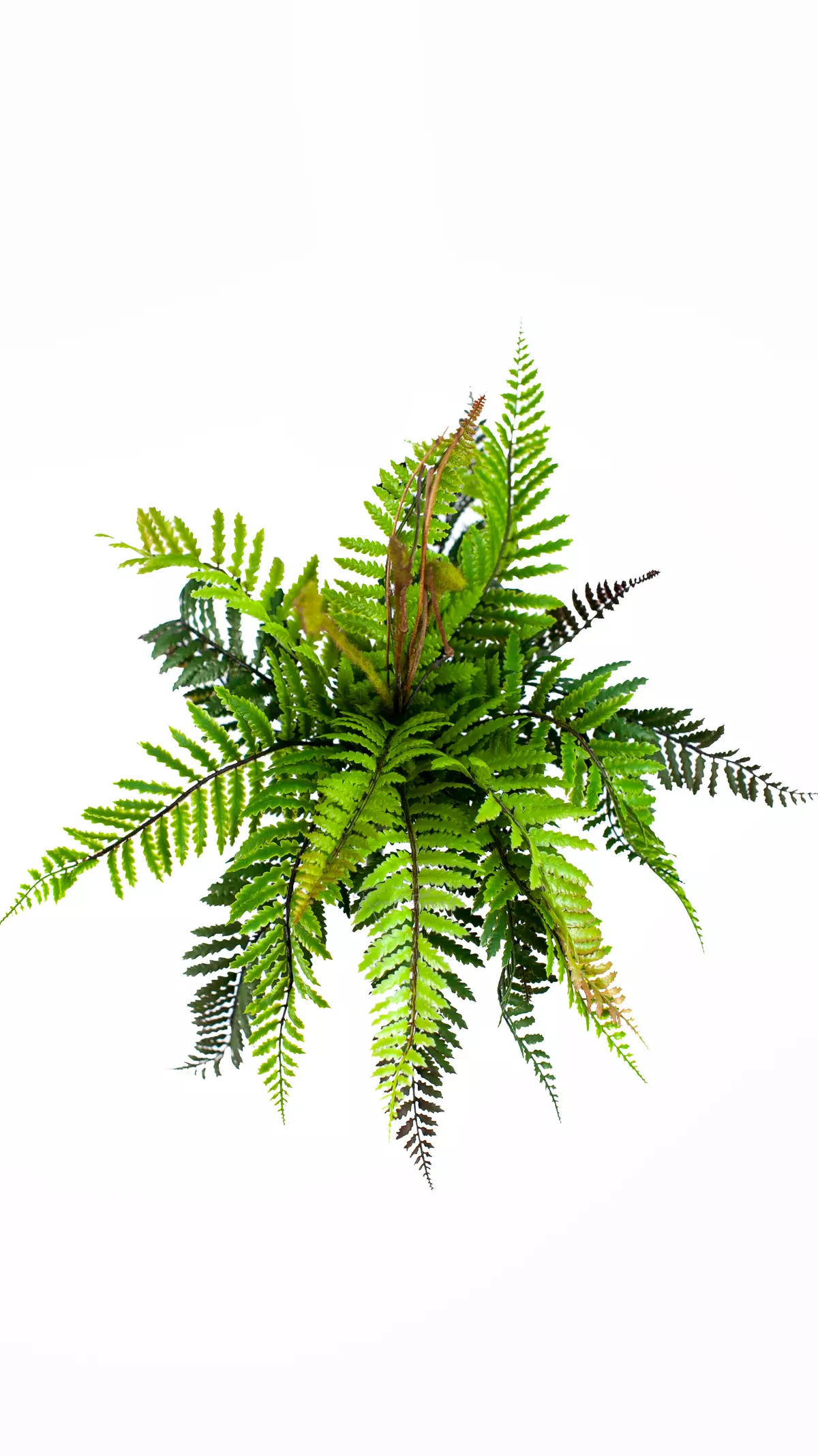Athyrium Lady-fern medium - green