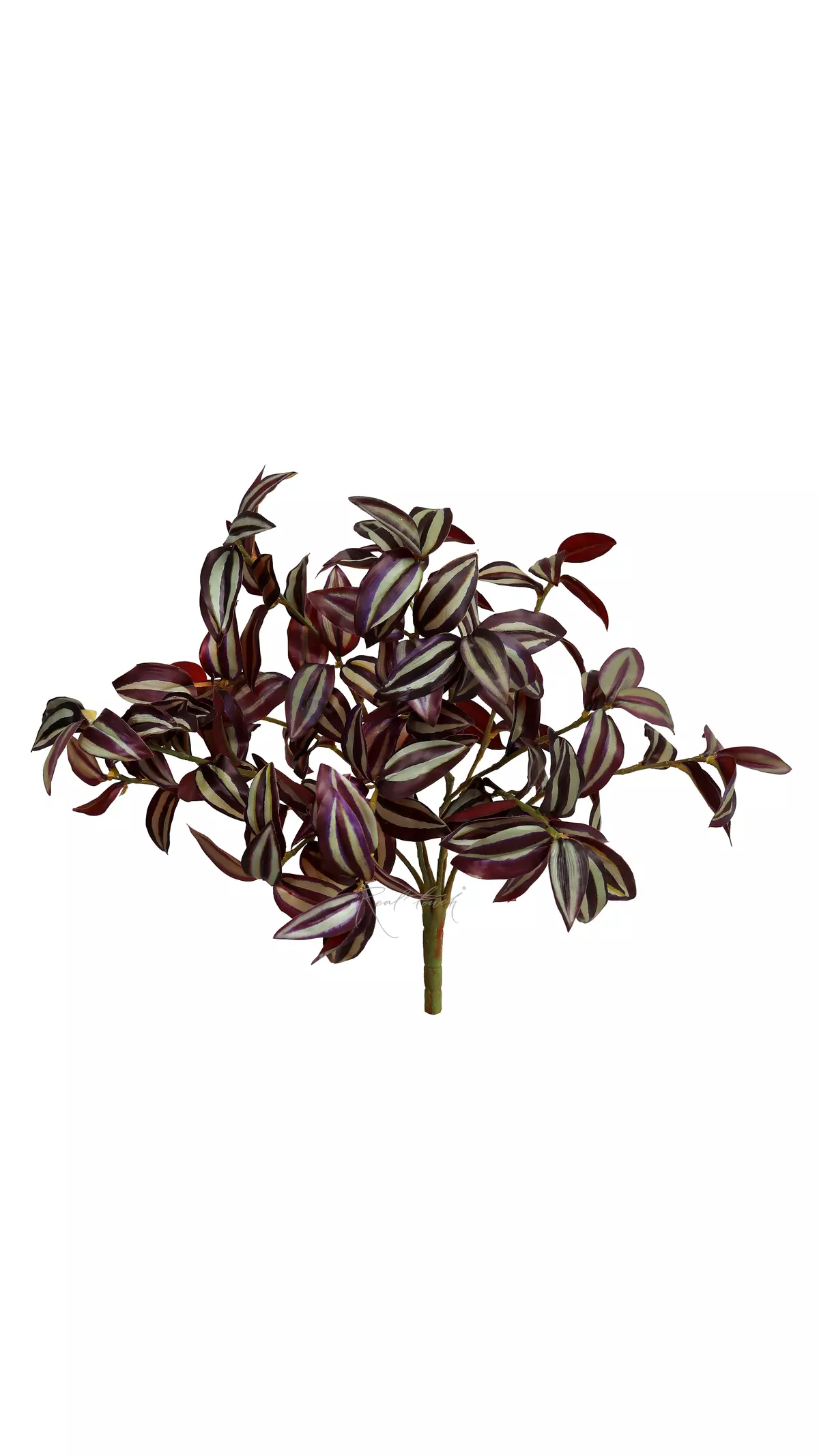 Tradescantia zebrina - red