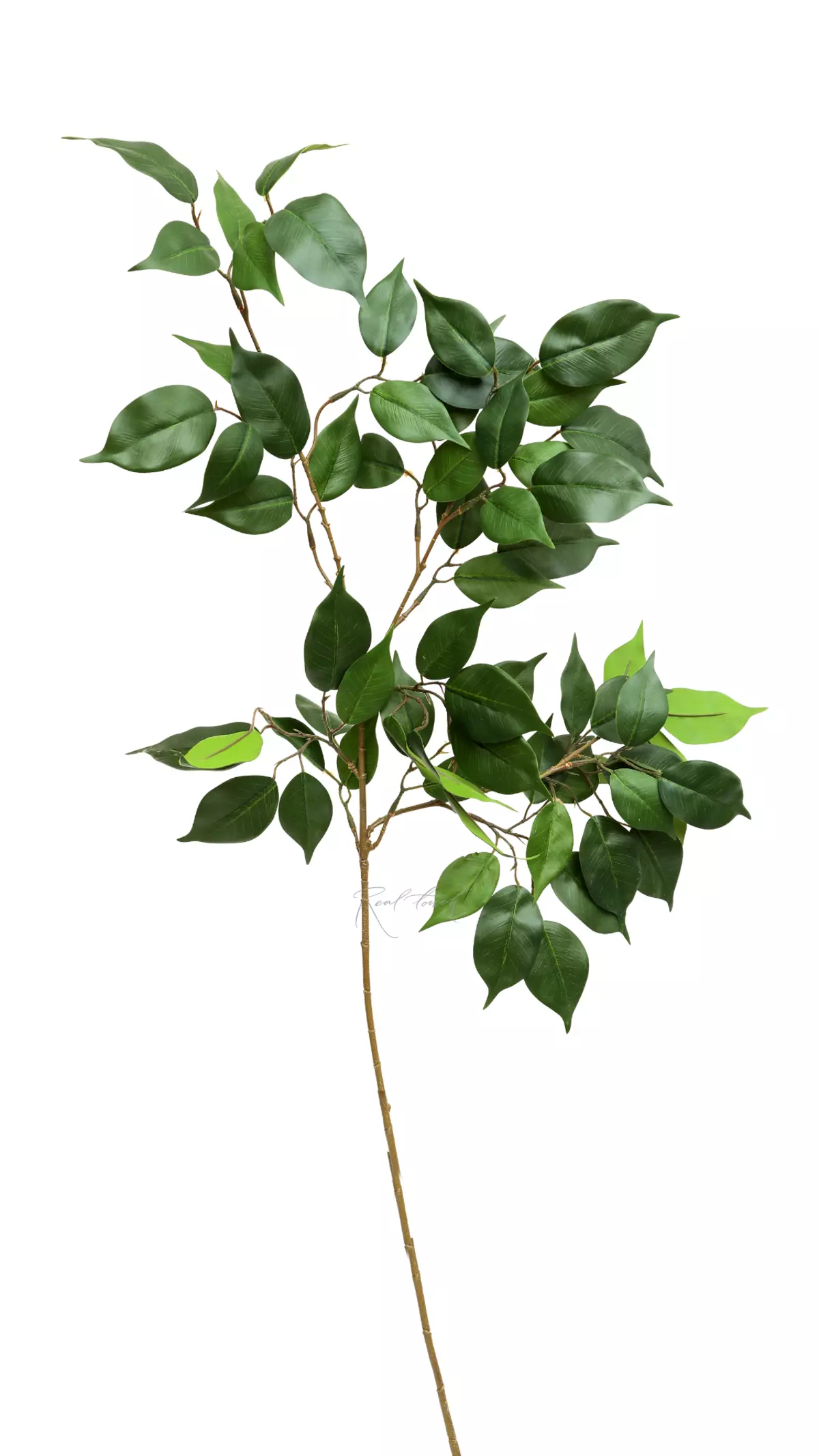 Ficus benjamina branch - green Ficus benjamina branch - green