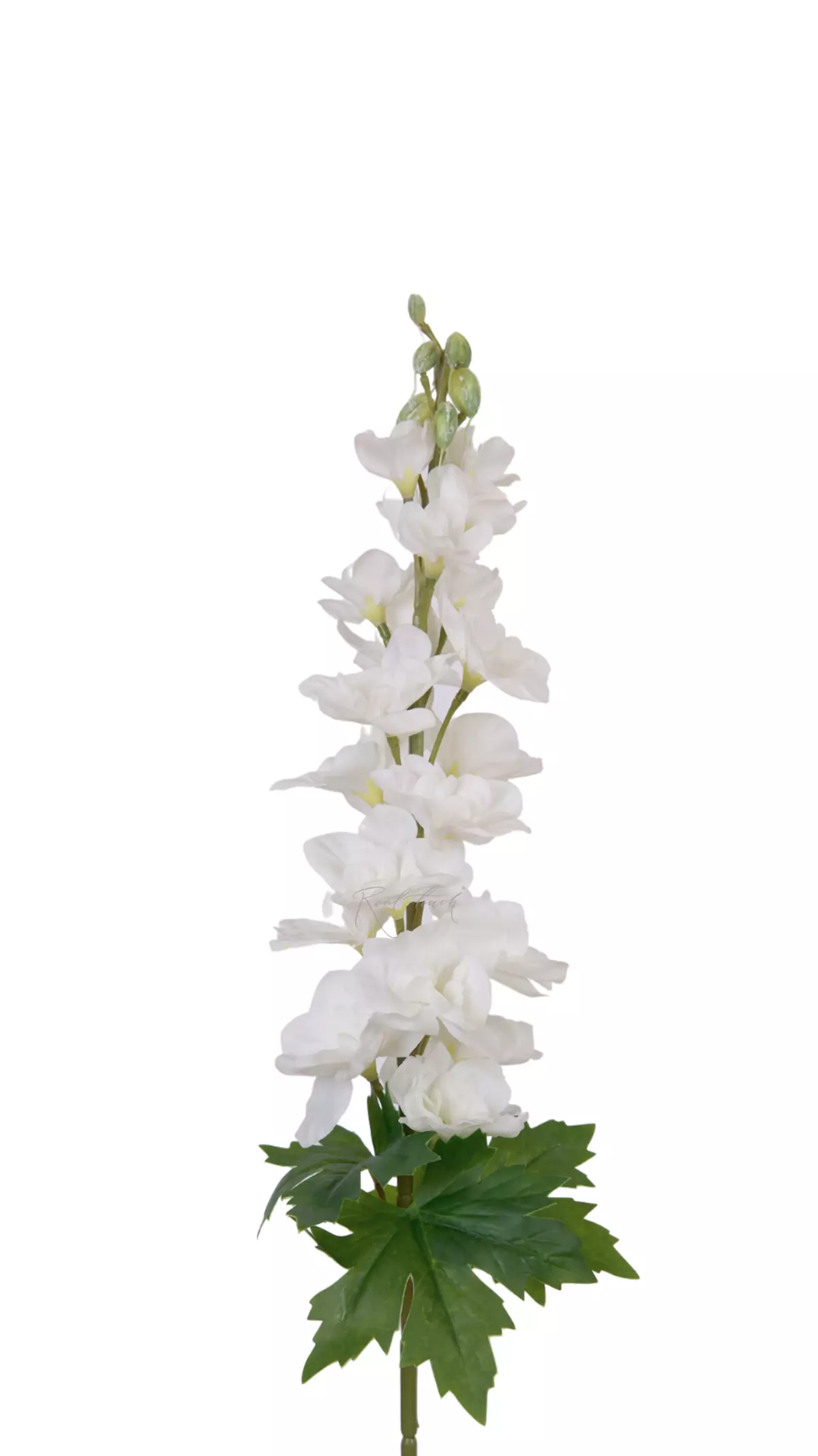 Delphinium small - white