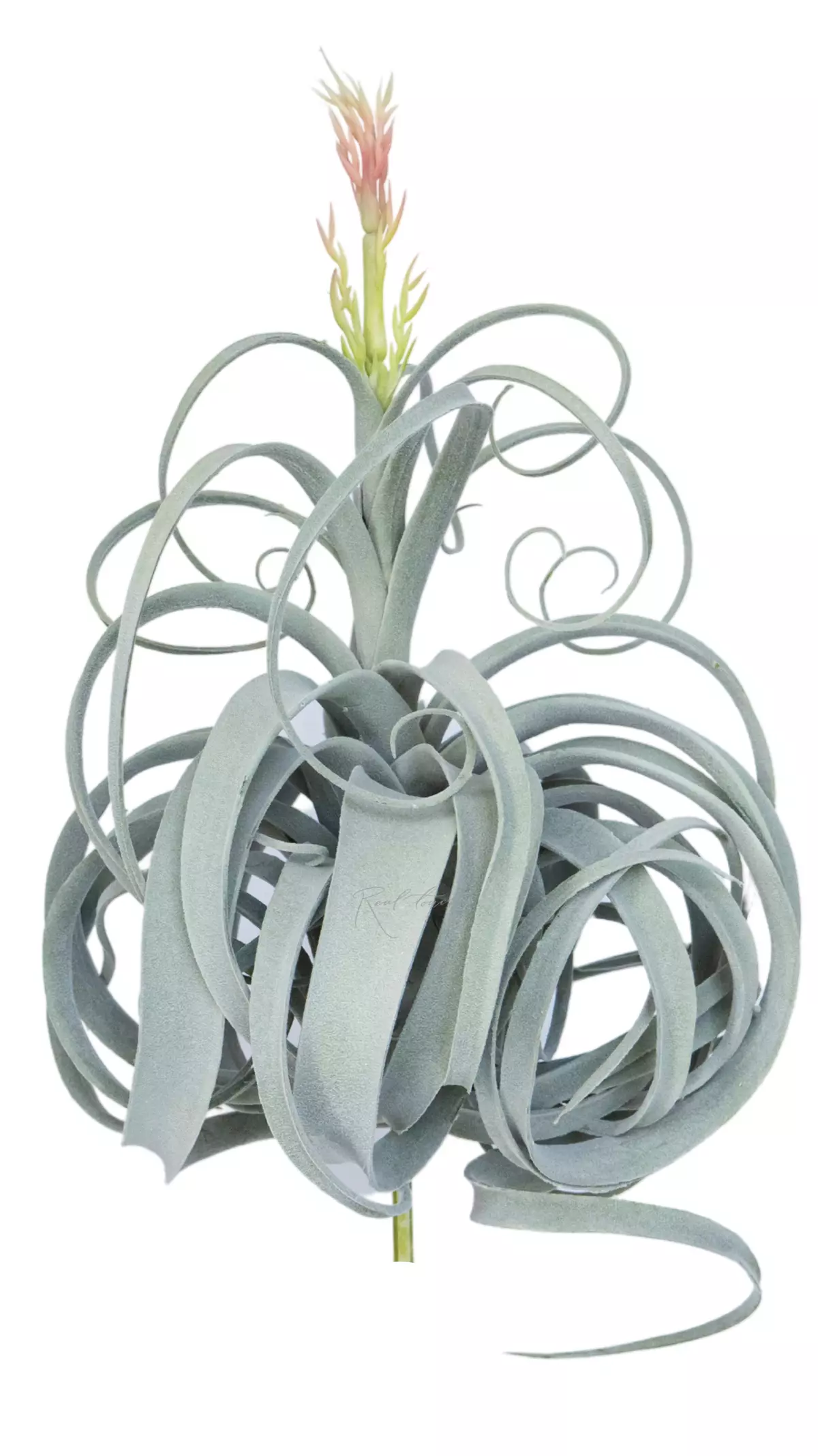 Tillandsia Xerographica blooming air plant (style 2) - Green blue