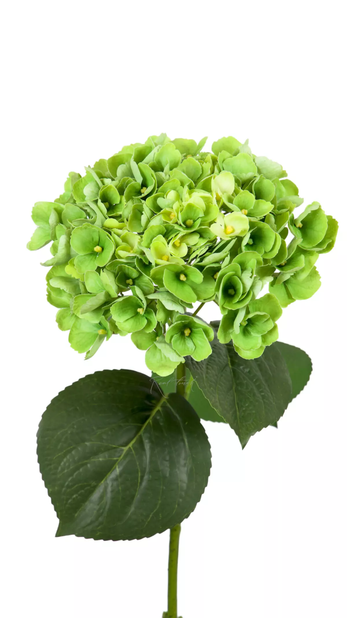 Hydrangea macrophylla on the stem - green Hydrangea macrophylla on the stem - green