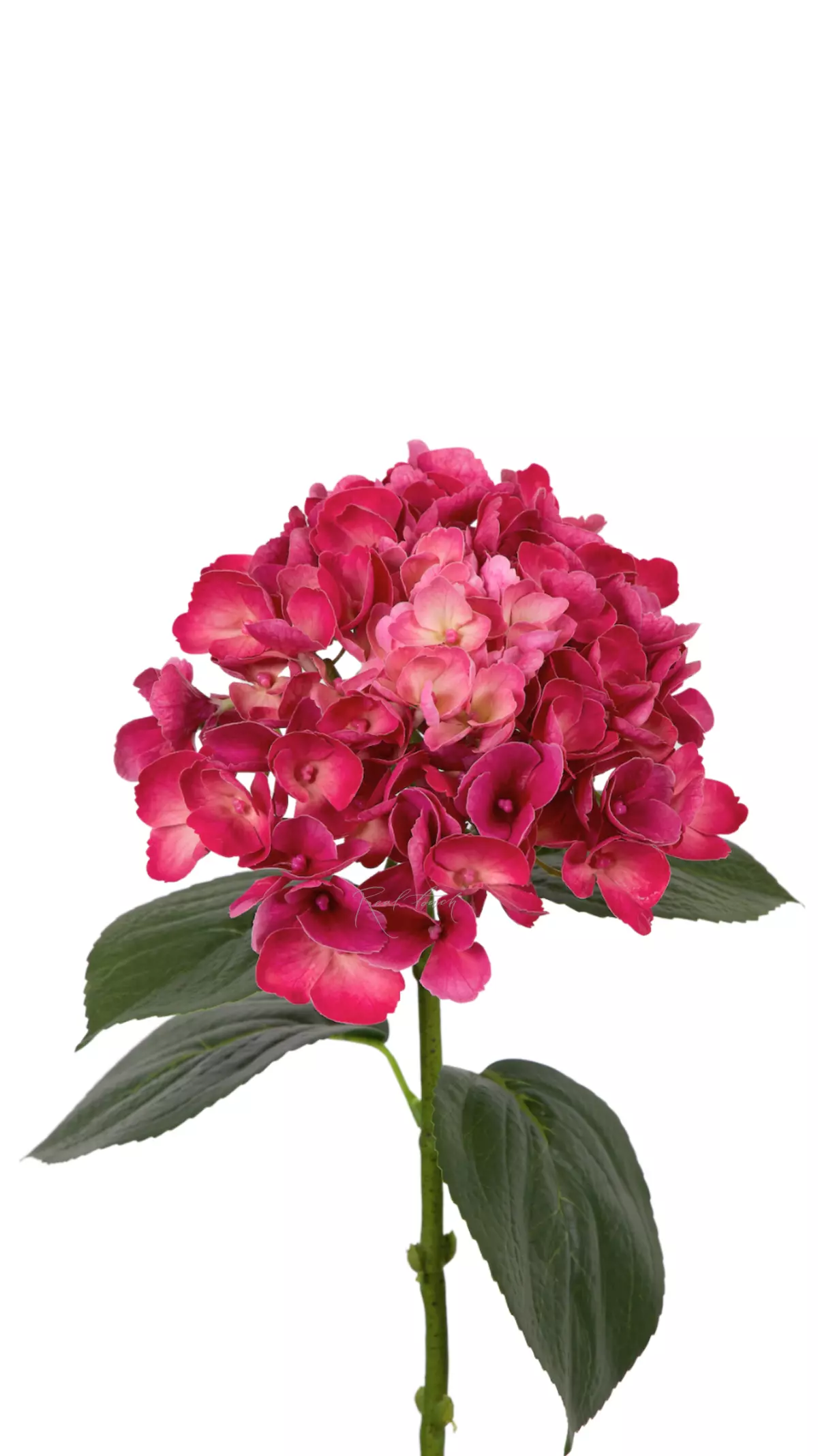 Hydrangea macrophylla on the stem - Dark fuchsia