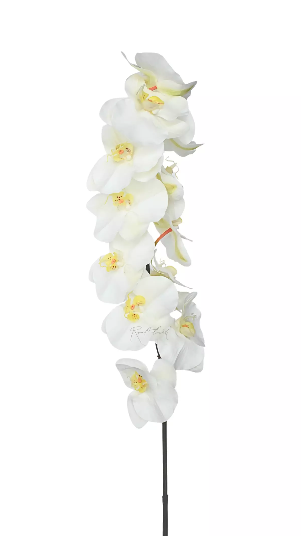 Real Touch Phalaenopsis Orchid ( 12 blooms ) - white