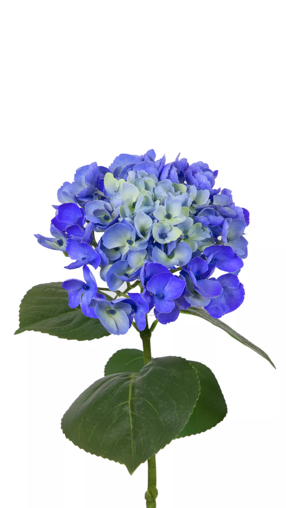 Hydrangea macrophylla on the stem - blue