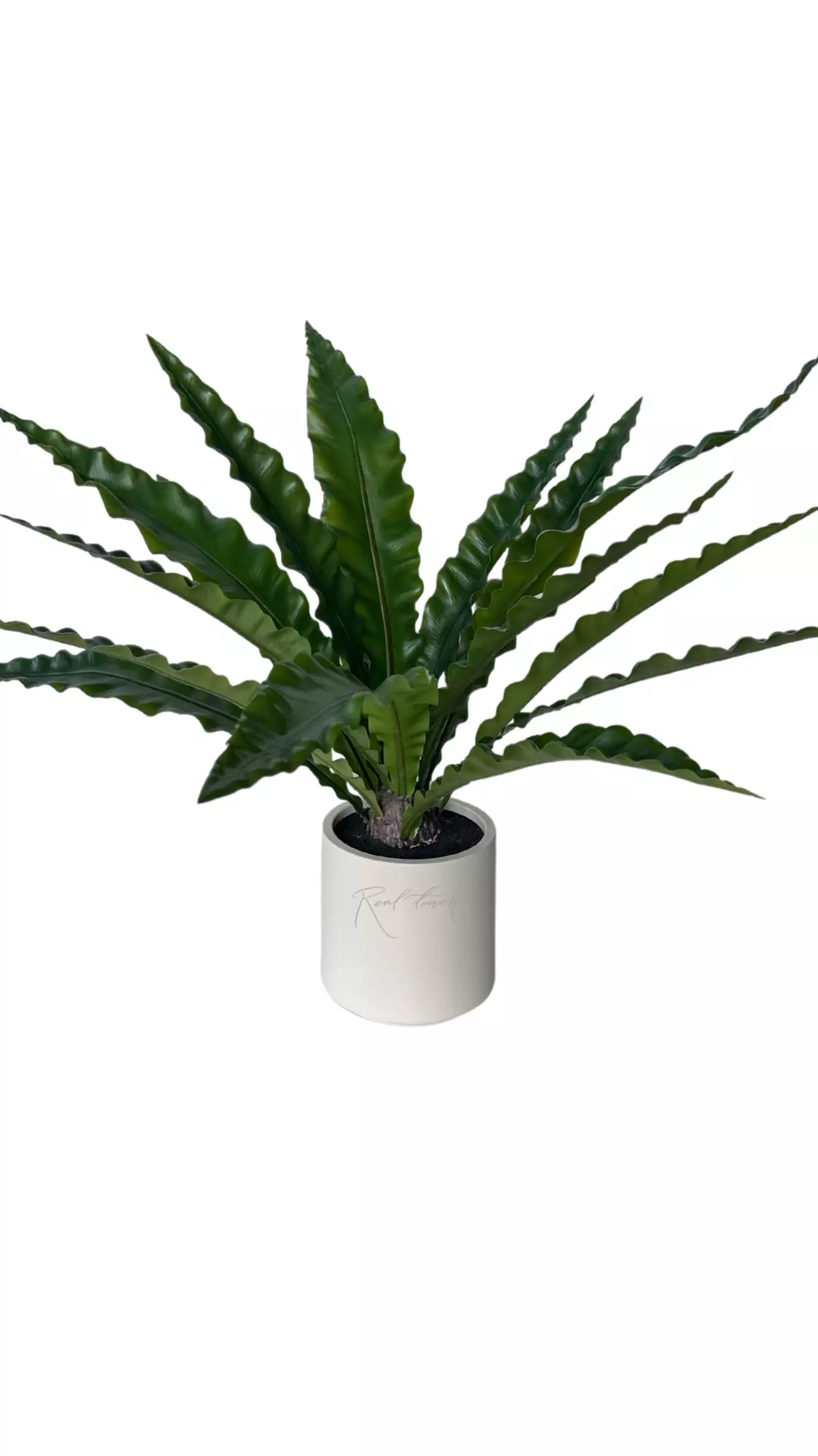 Asplenium in a decorative planter, 70 cm (16 leaves) - green Asplenium in a decorative planter, 70 cm (16 leaves) - green