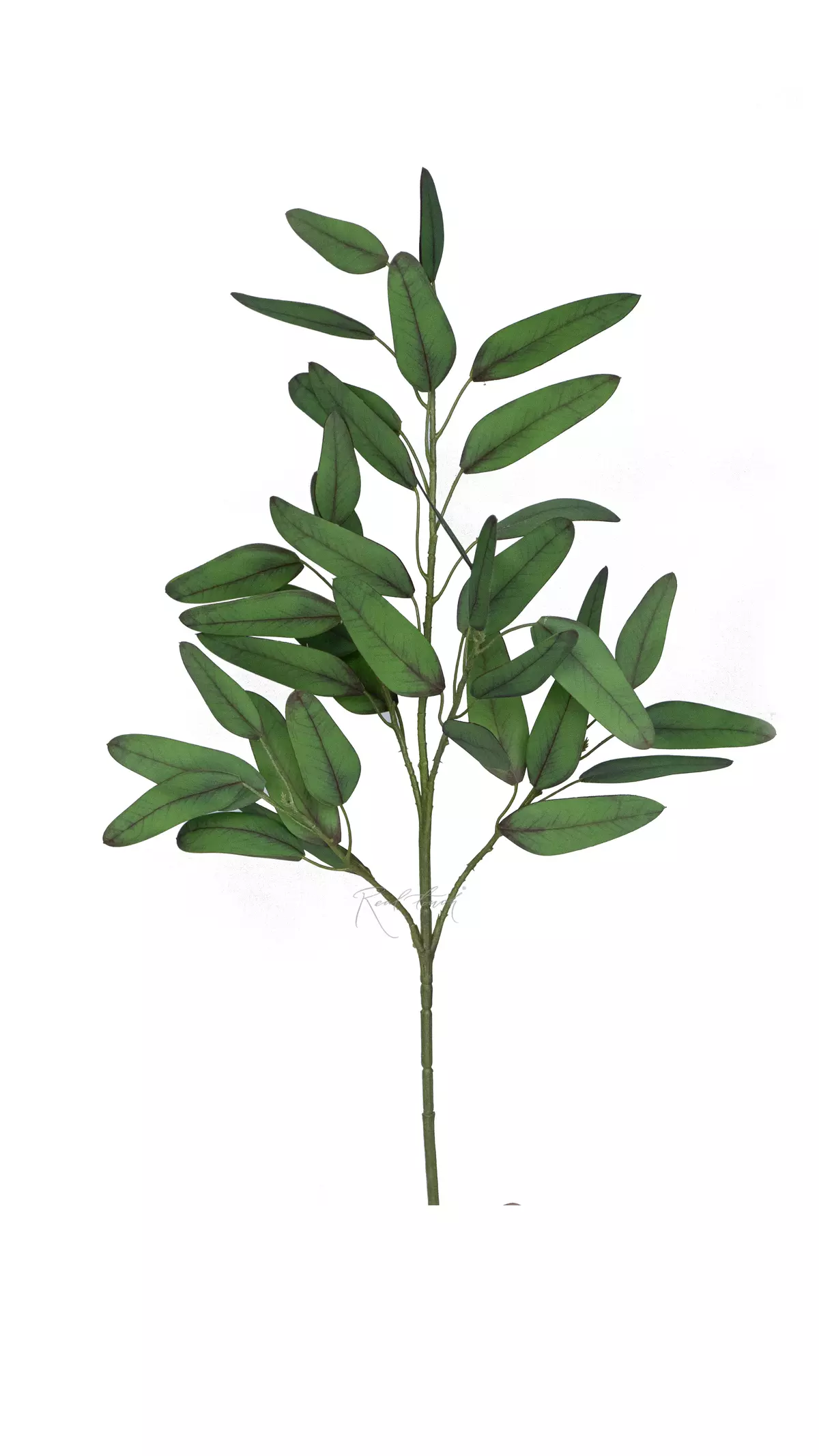 Lush Eucalyptus Populus branch - green Lush Eucalyptus Populus branch - green